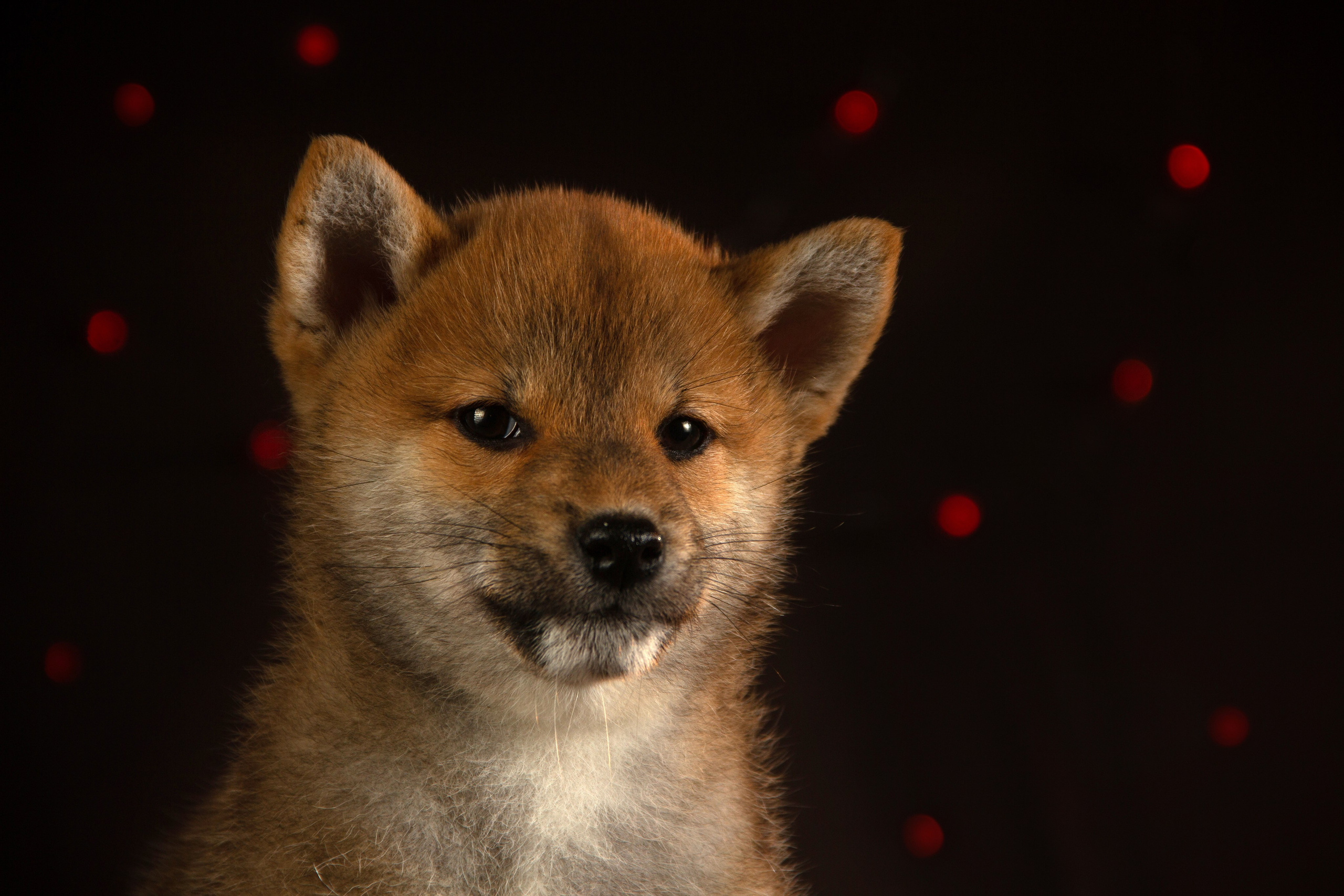 Щенки. Фотограф — анималист в Москве и области Ольга Петракова