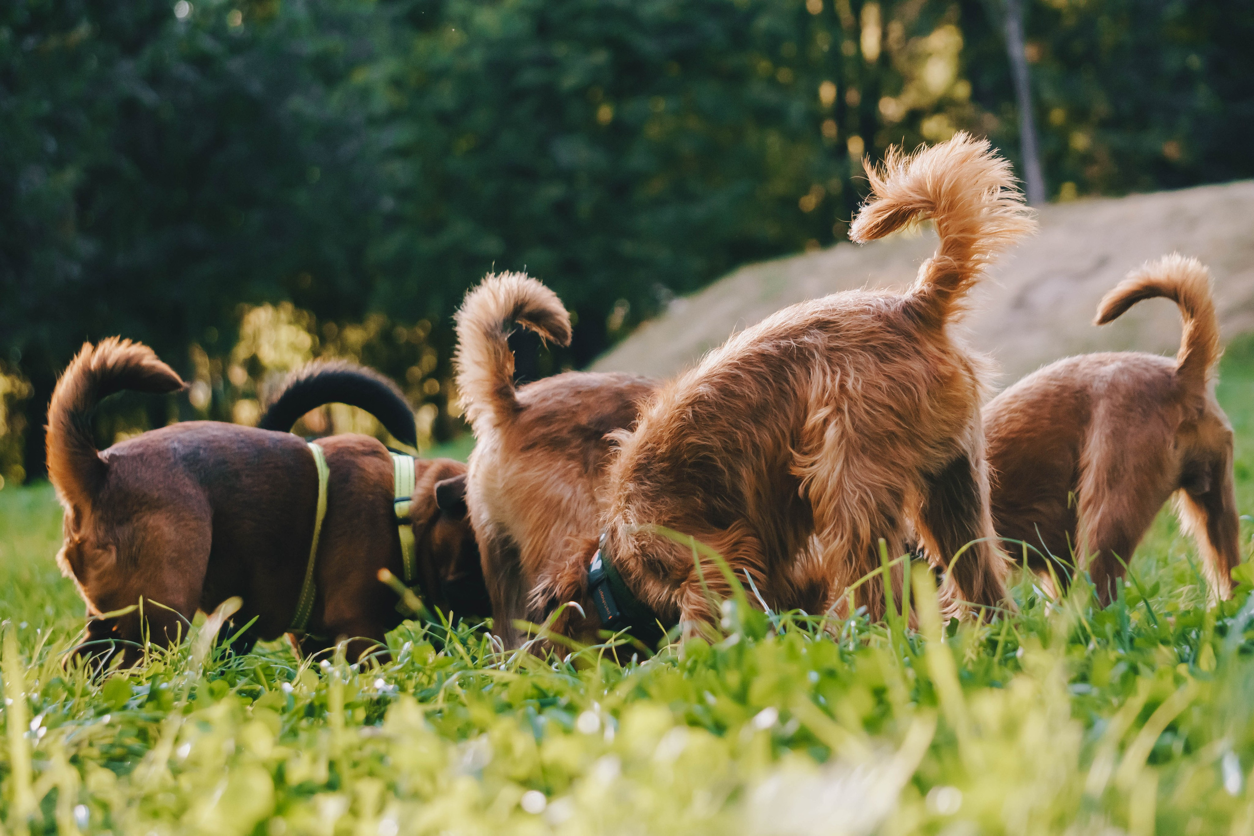 Мини-туса гриффоны и брабансоны. Фотограф-анималист Ксения Воробьева, Москва
