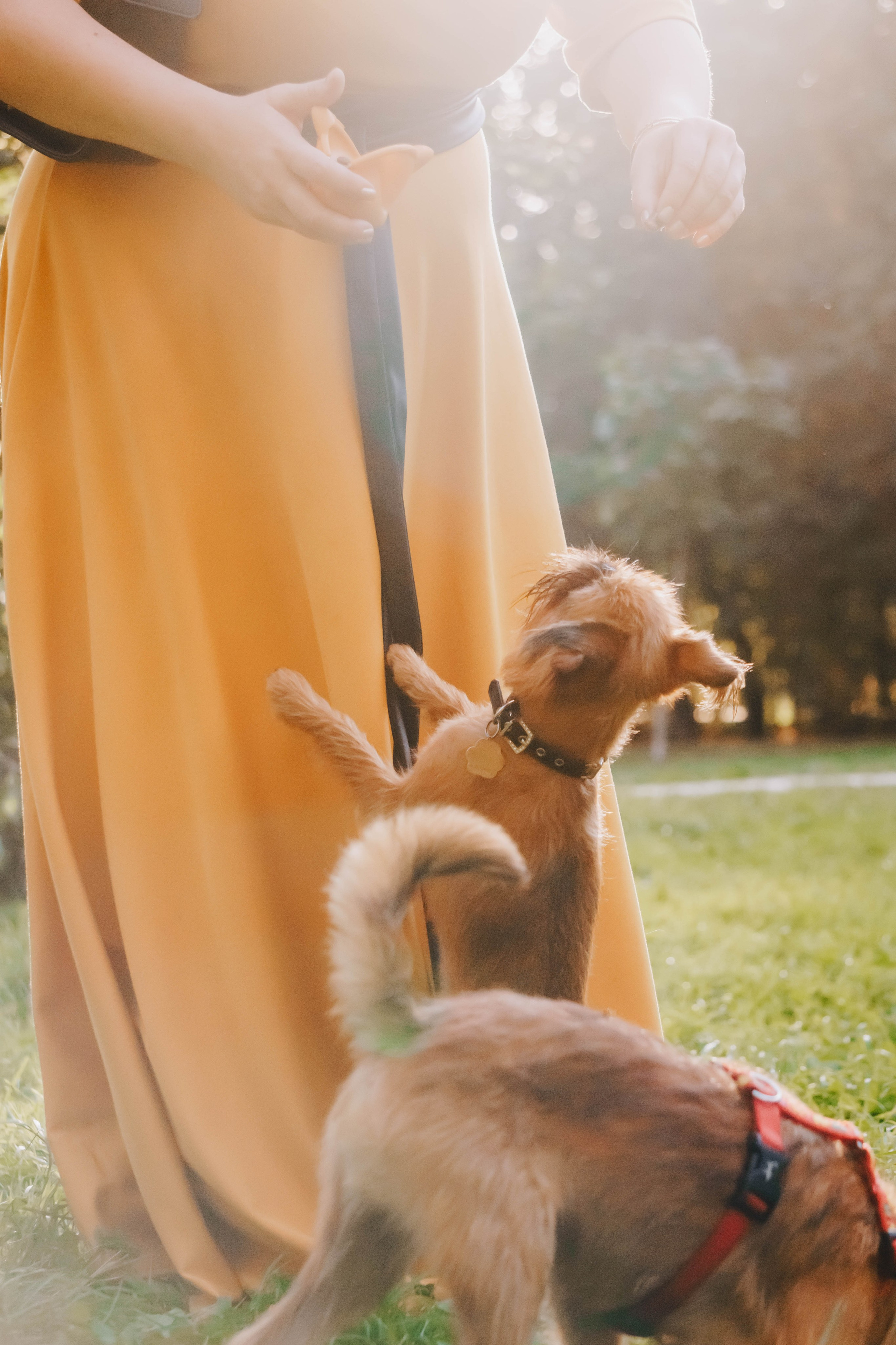 Мини-туса гриффоны и брабансоны. Фотограф-анималист Ксения Воробьева, Москва