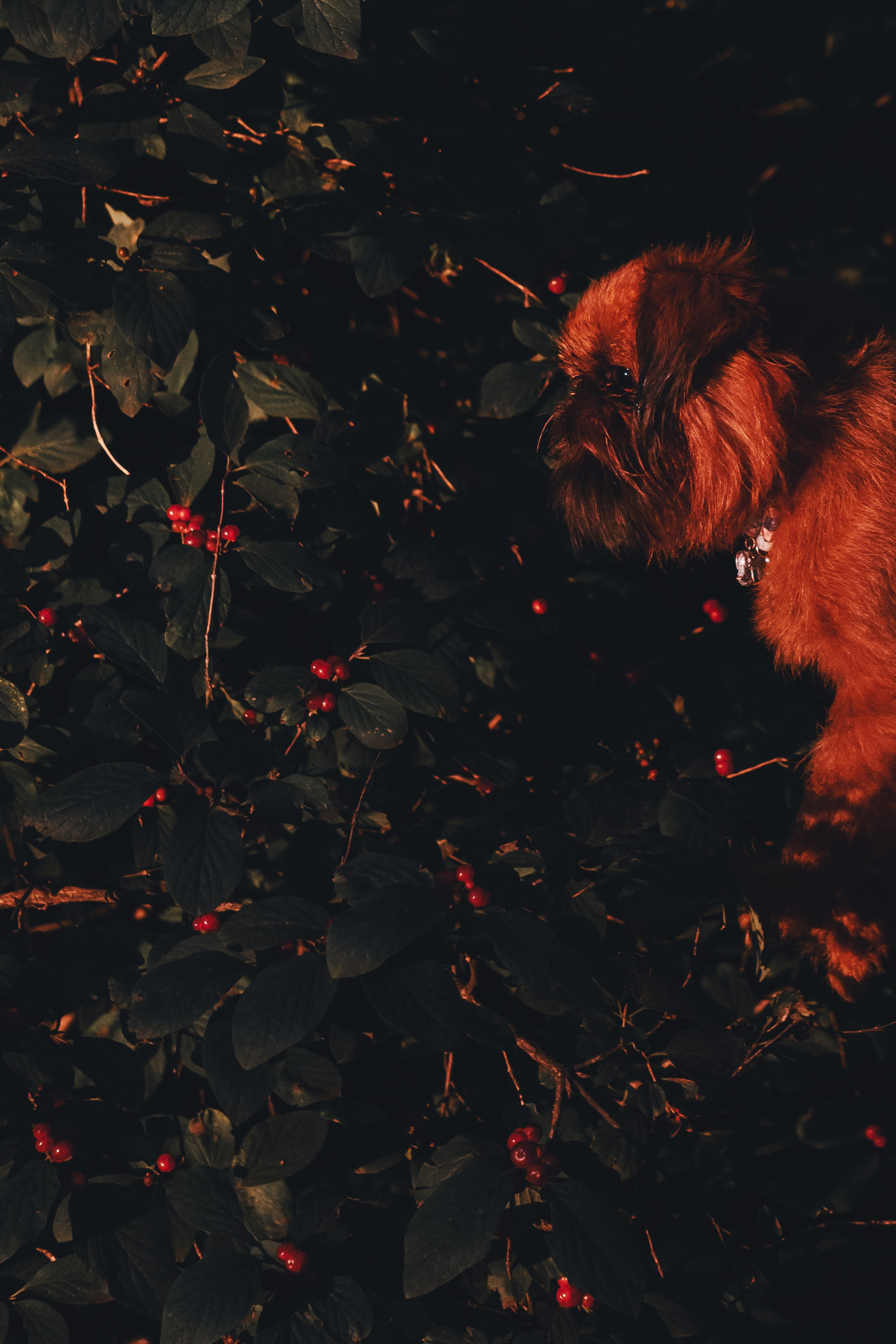 Катя и Яшма. Фотограф-анималист Ксения Воробьева, Москва