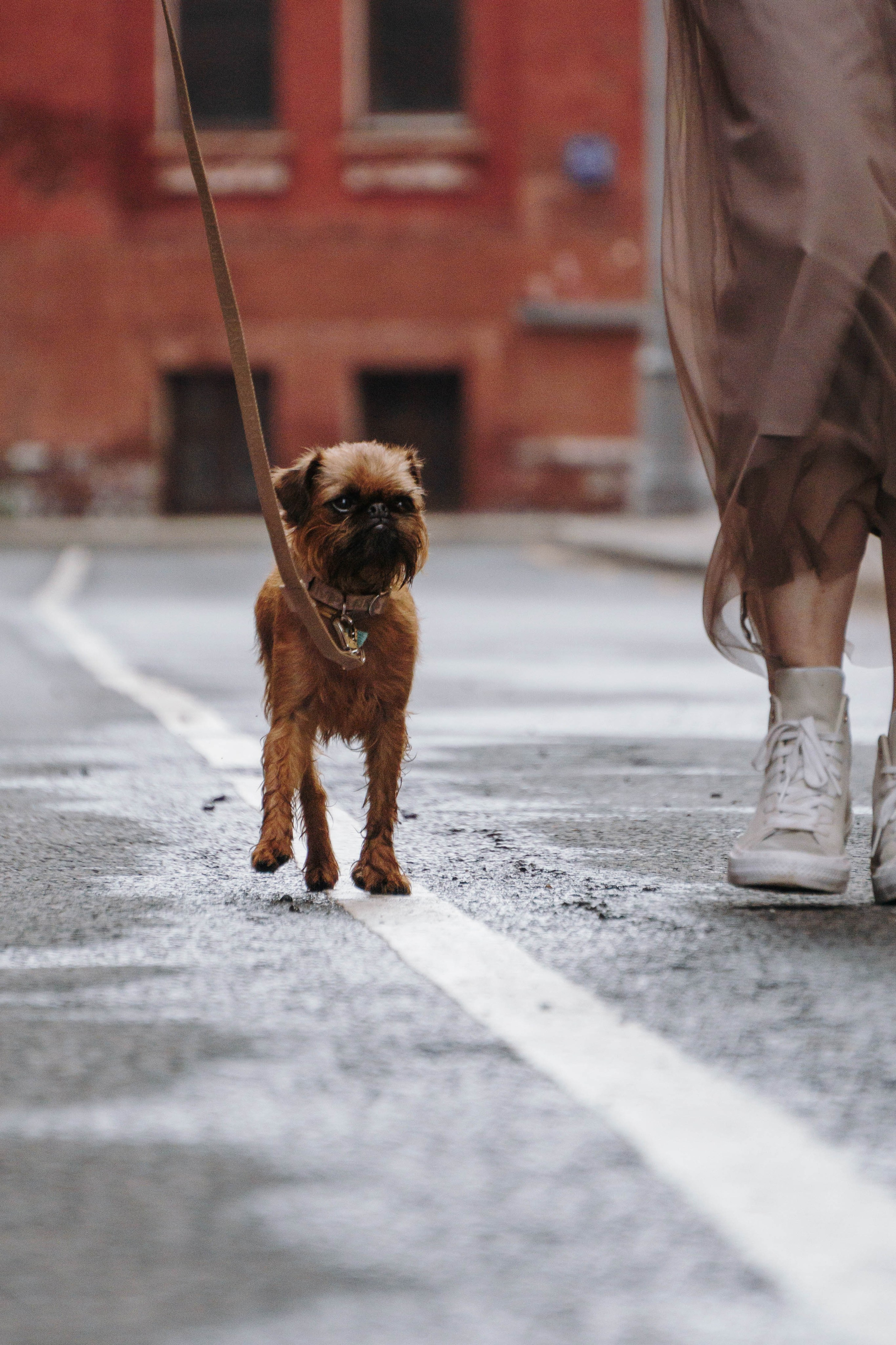 Наташа, Сережа и Хавьер. Фотограф-анималист Ксения Воробьева, Москва