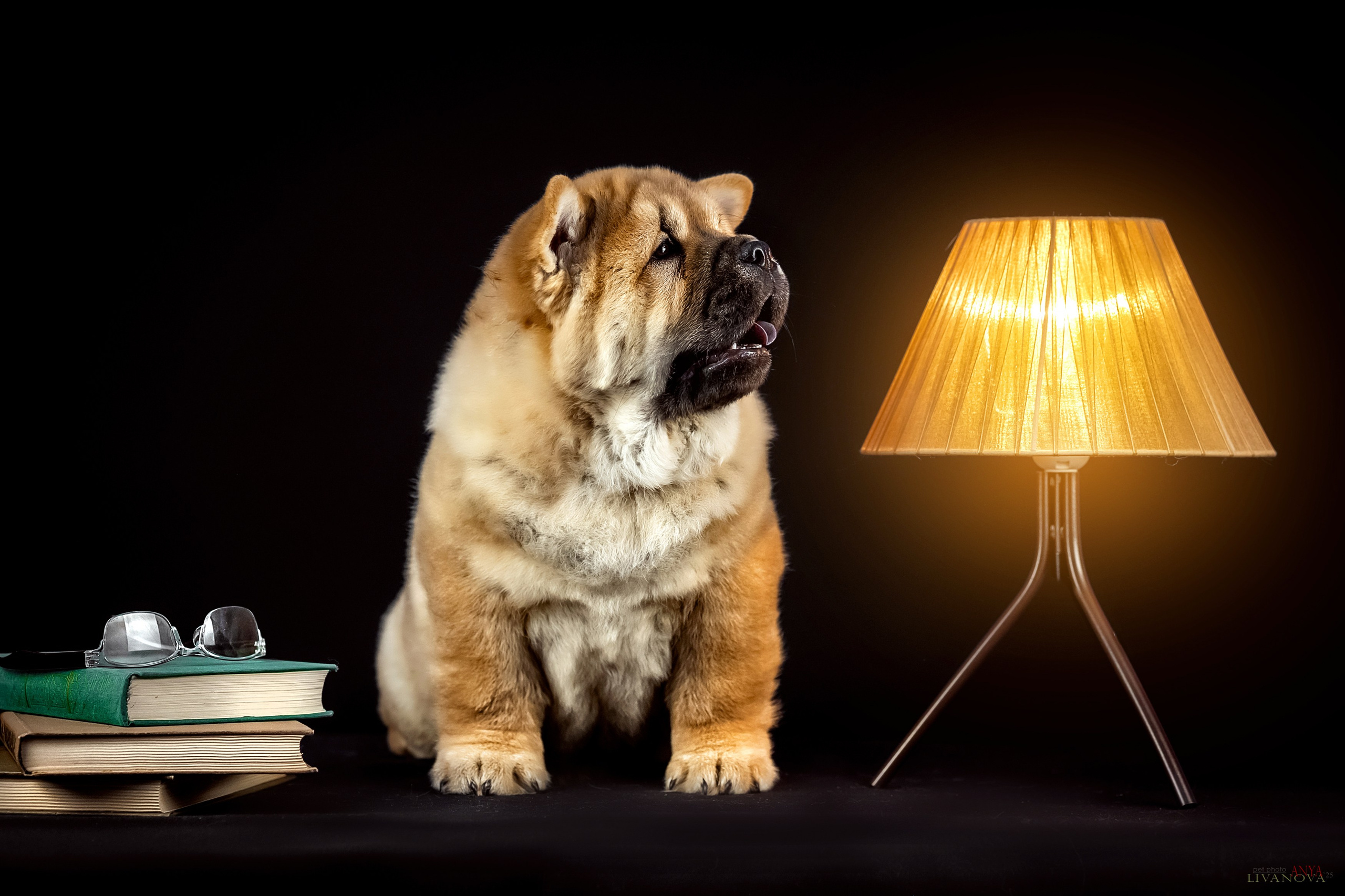 Смуфы. Фотограф анималист Аня Ливанова | Рыбинск