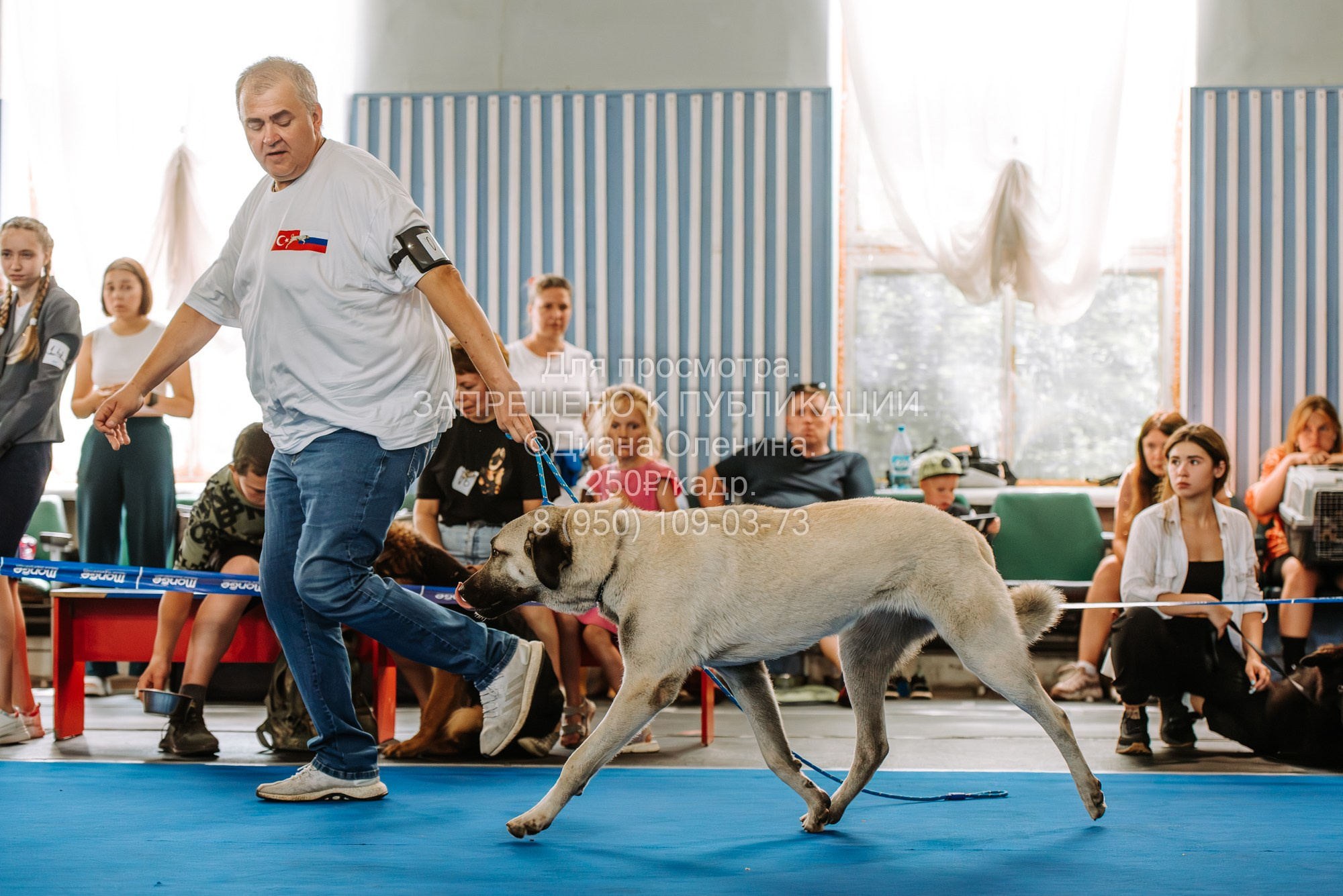 Национальная выставка собак всех пород ранга САС-IKU «Кубок Красноярск. Фотограф Диана Оленина Красноярск / Братск