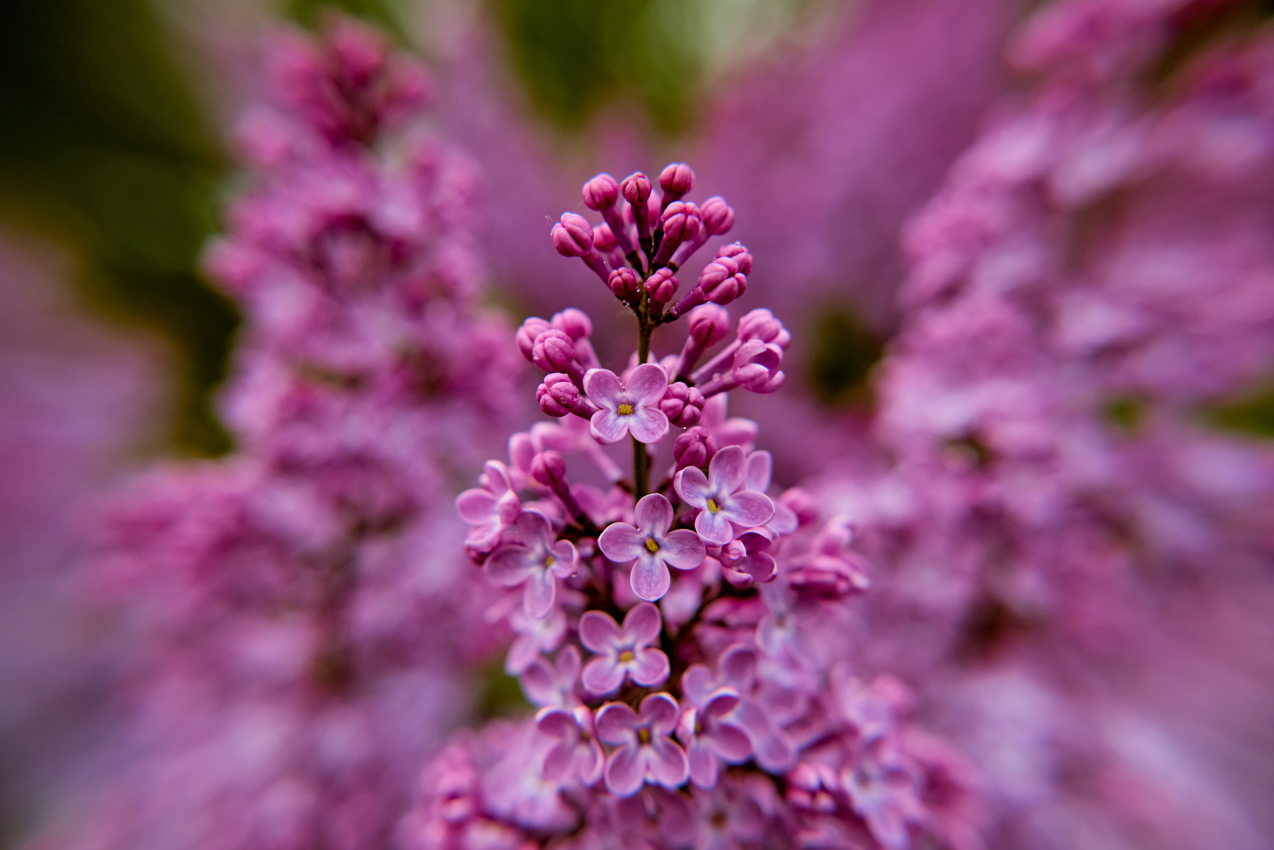 Цветущая сирень на фотографиях Николая Голованова православного и детского фотографа г. Дзержинск