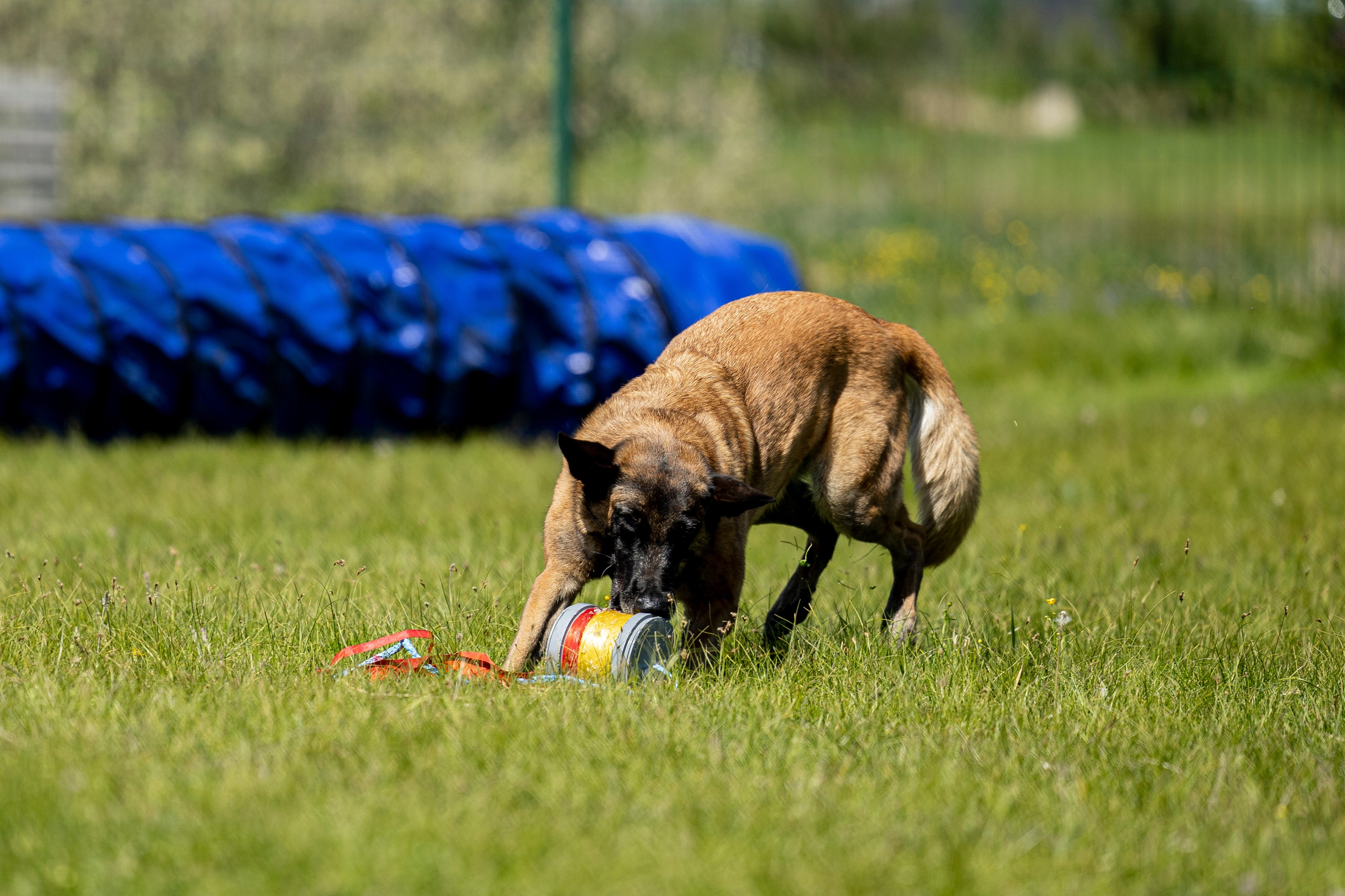 Испытания по мондьорингу в Нижнем Новгороде. Фотограф-анималист Анна Маринич