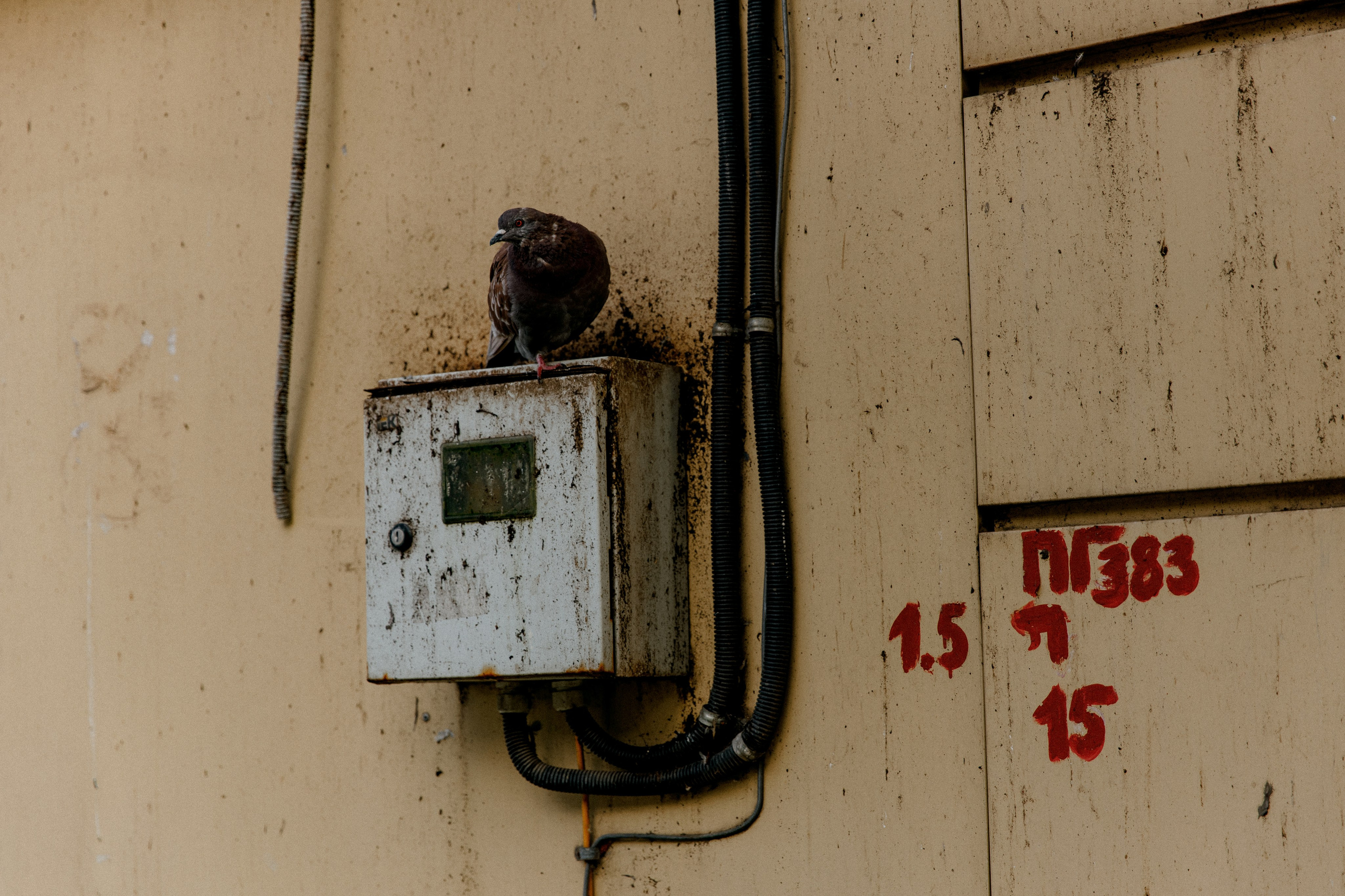 Три штыка. Свадебный и семейный фотограф в Туле и области Маша Костина