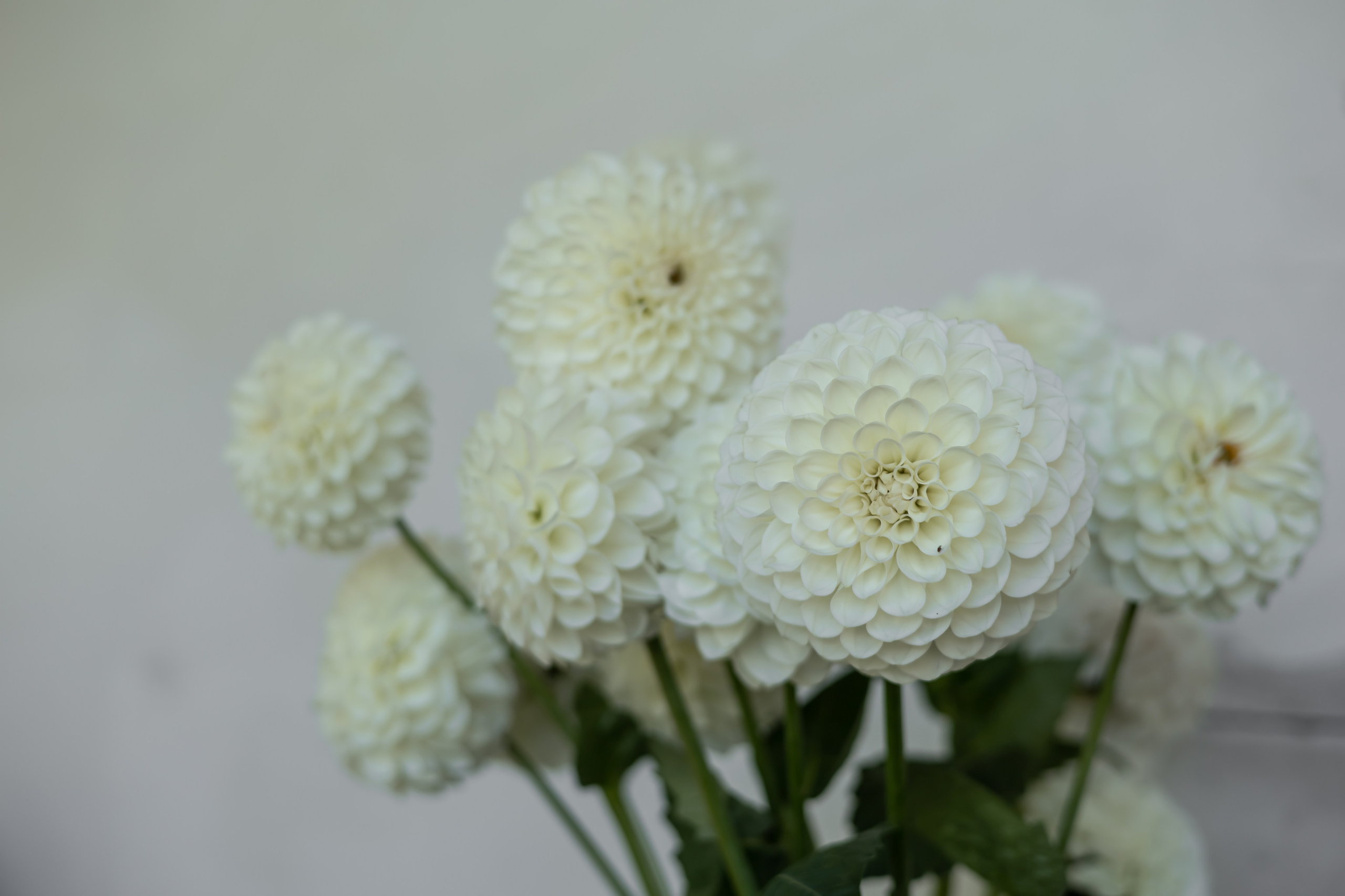 ДИНИЯ. Фотограф Элла Ефимова