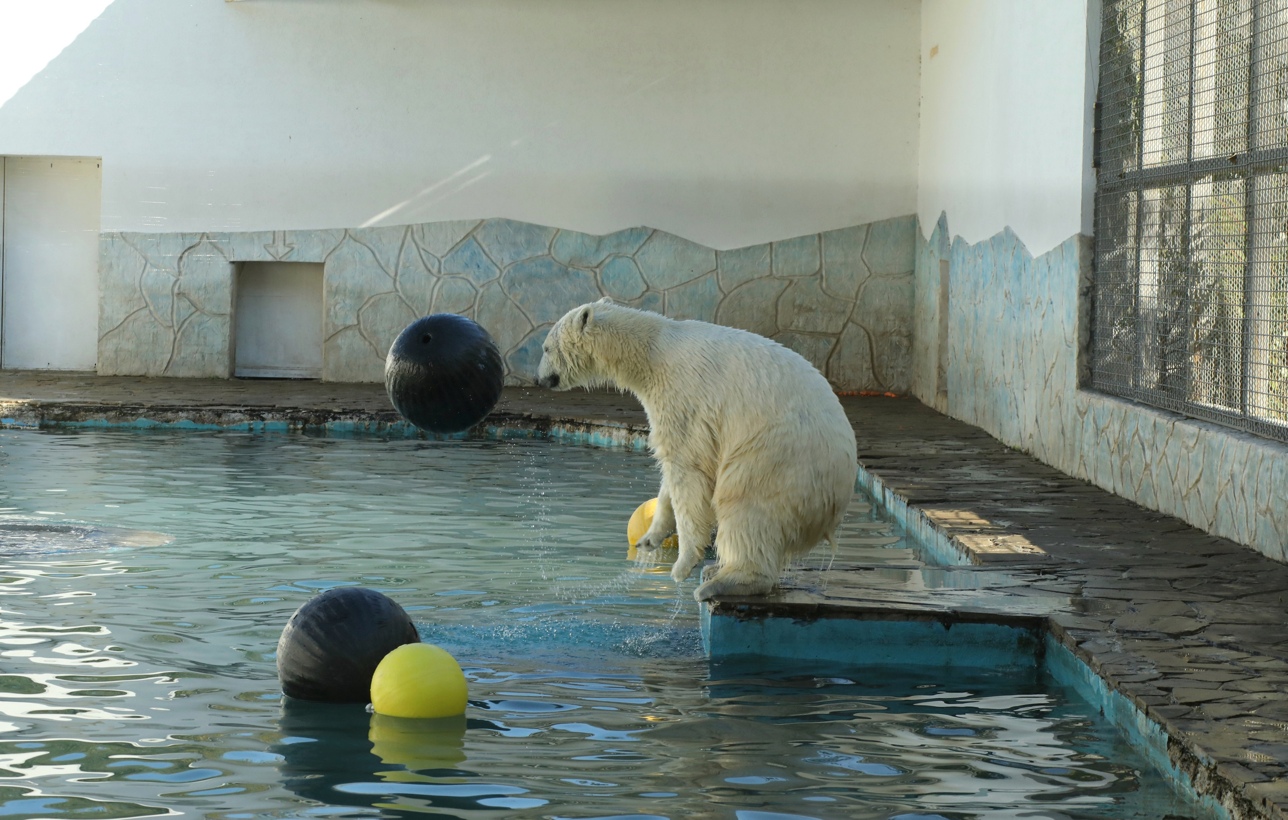 Ростовский зоопарк. Фото-художник и Репортажный фотограф Николаев Александр Алексеевич