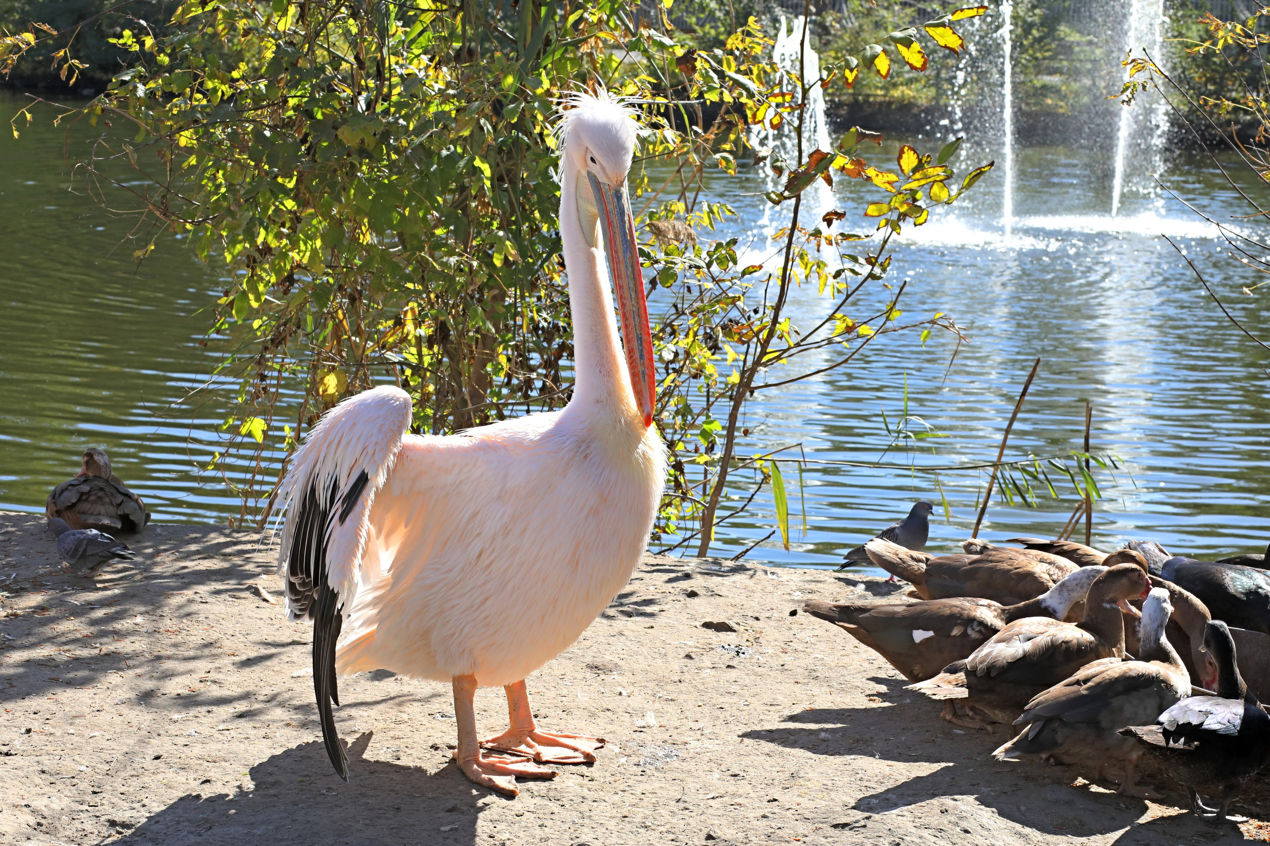 Ростовский зоопарк. Фото-художник и Репортажный фотограф Николаев Александр Алексеевич