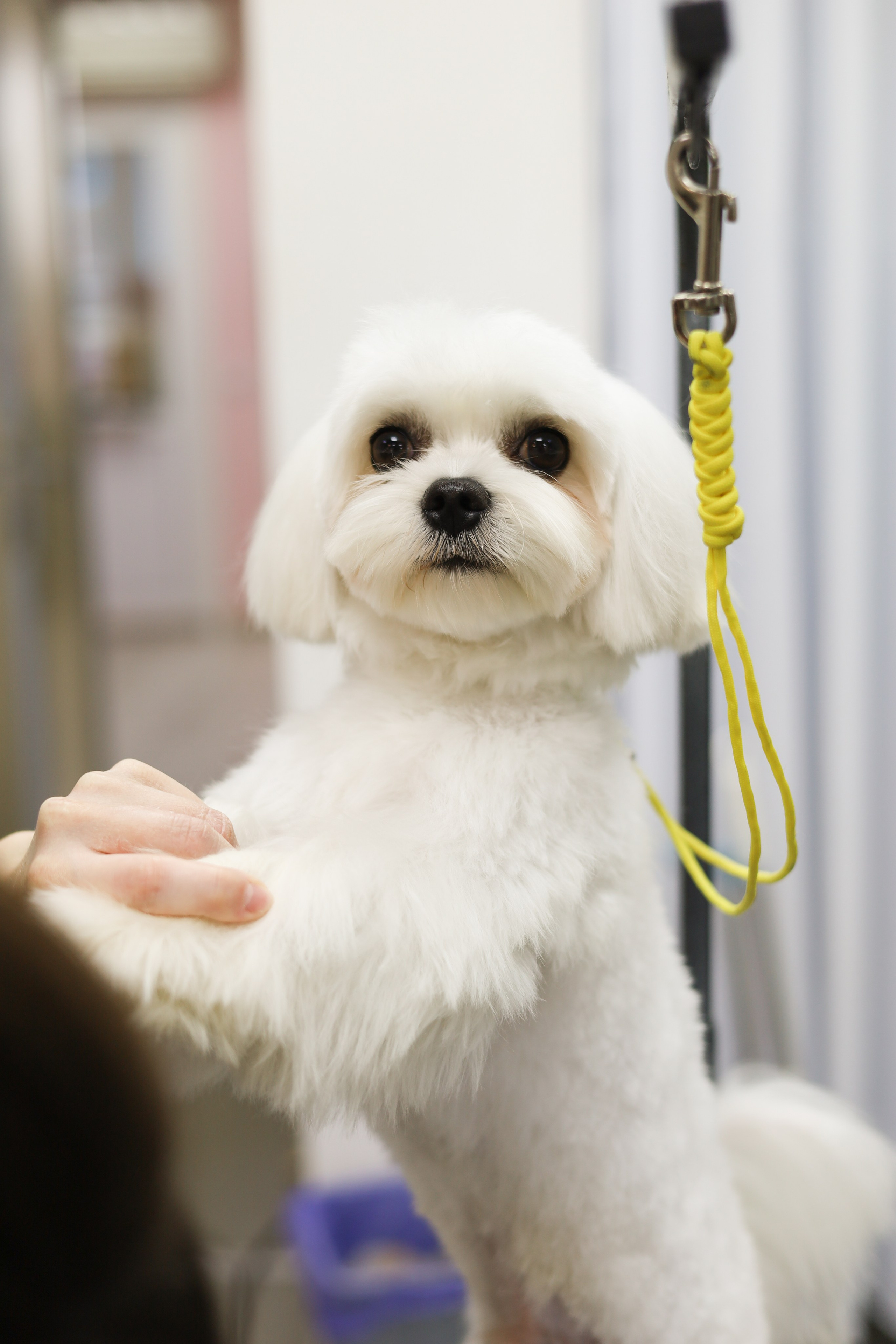 Груминг салон / Моська. Фотограф Мурманск | Нижний Новгород • Анна Хижняк