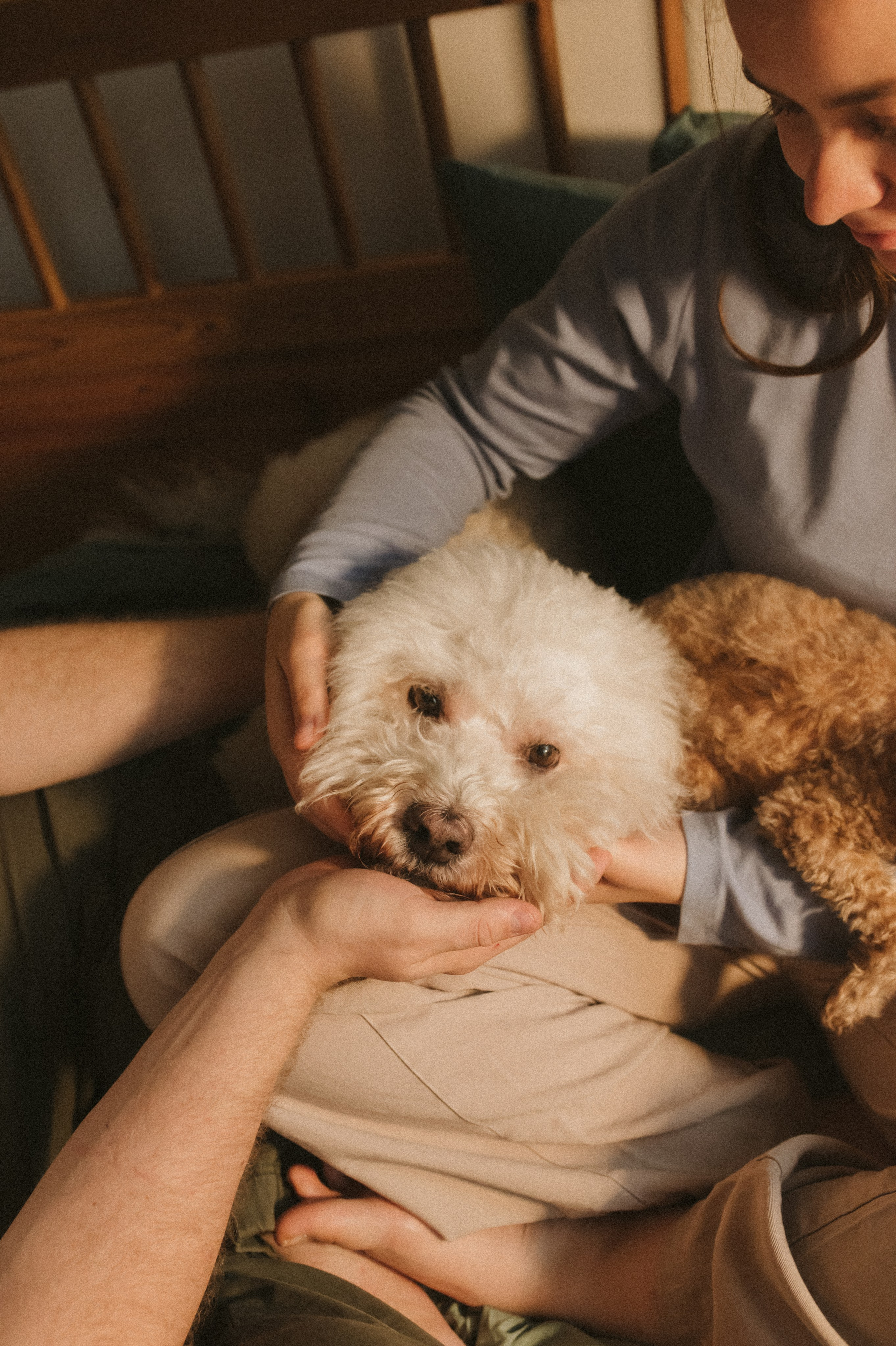Ання и её кудрявая команда. Фотограф анималист в Москве Ольга Агушева