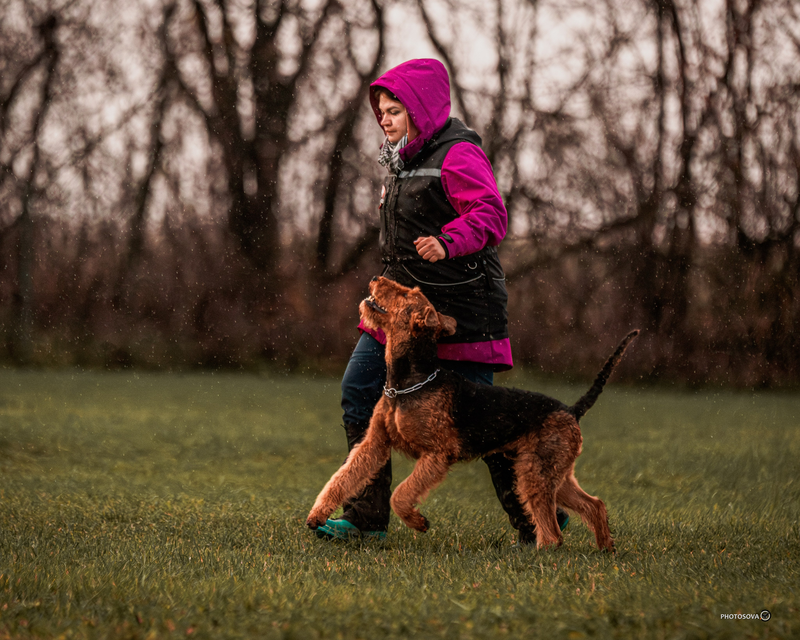 МЫ — КОМАНДА (соревнования) OKD, BH, IBGH, IGP. Фотограф-анималист, семейный фотограф в Москве и Подмосковье. Фотосъёмка кинологических дисциплин