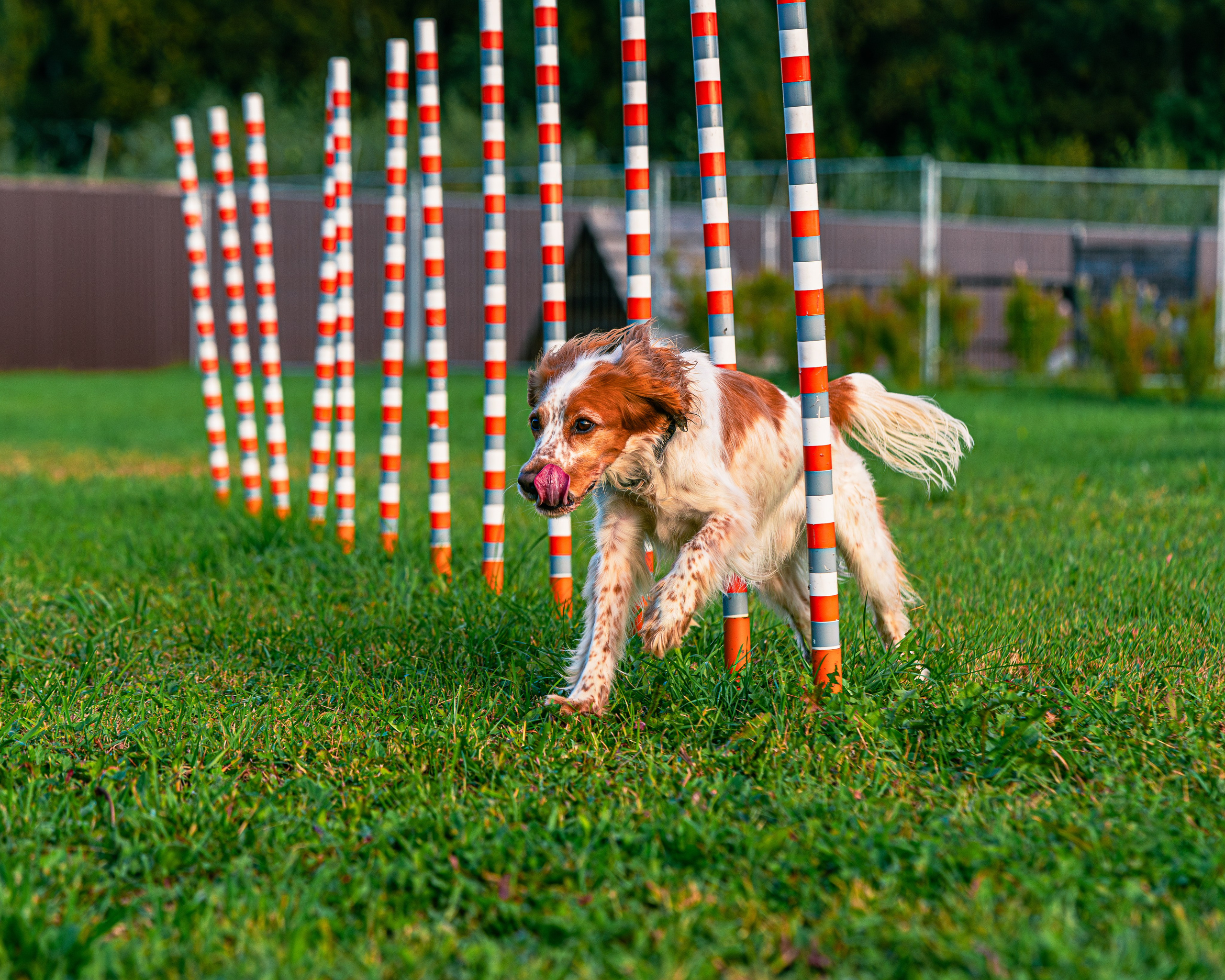 Ваш путь к ПОБЕДЕ (ТРЕНИРОВКИ). Фотограф-анималист, семейный фотограф в Москве и Подмосковье. Фотосъёмка кинологических дисциплин