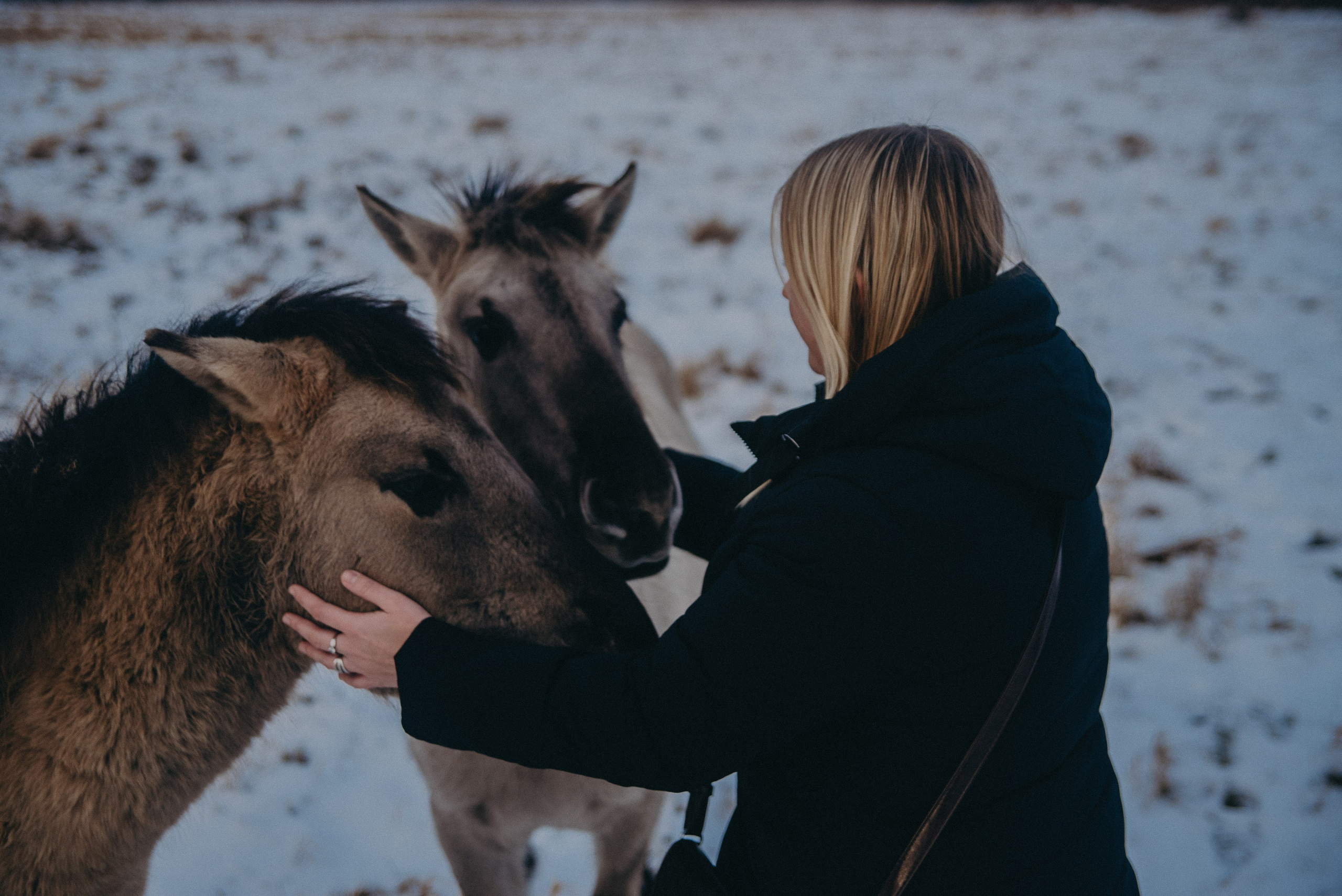 Тарпаны. Anita_photo