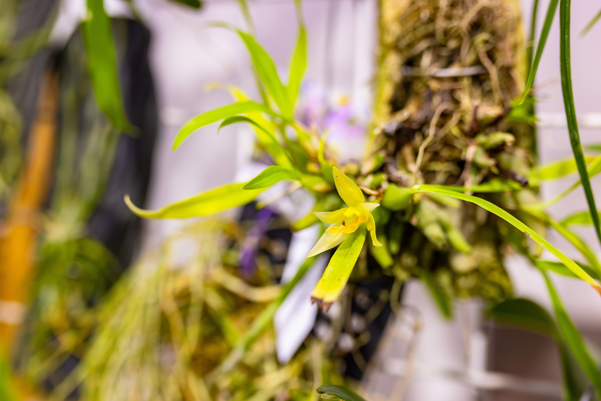 Орхидиум сентябрь 2025. Александра Куликова фотограф, Москва