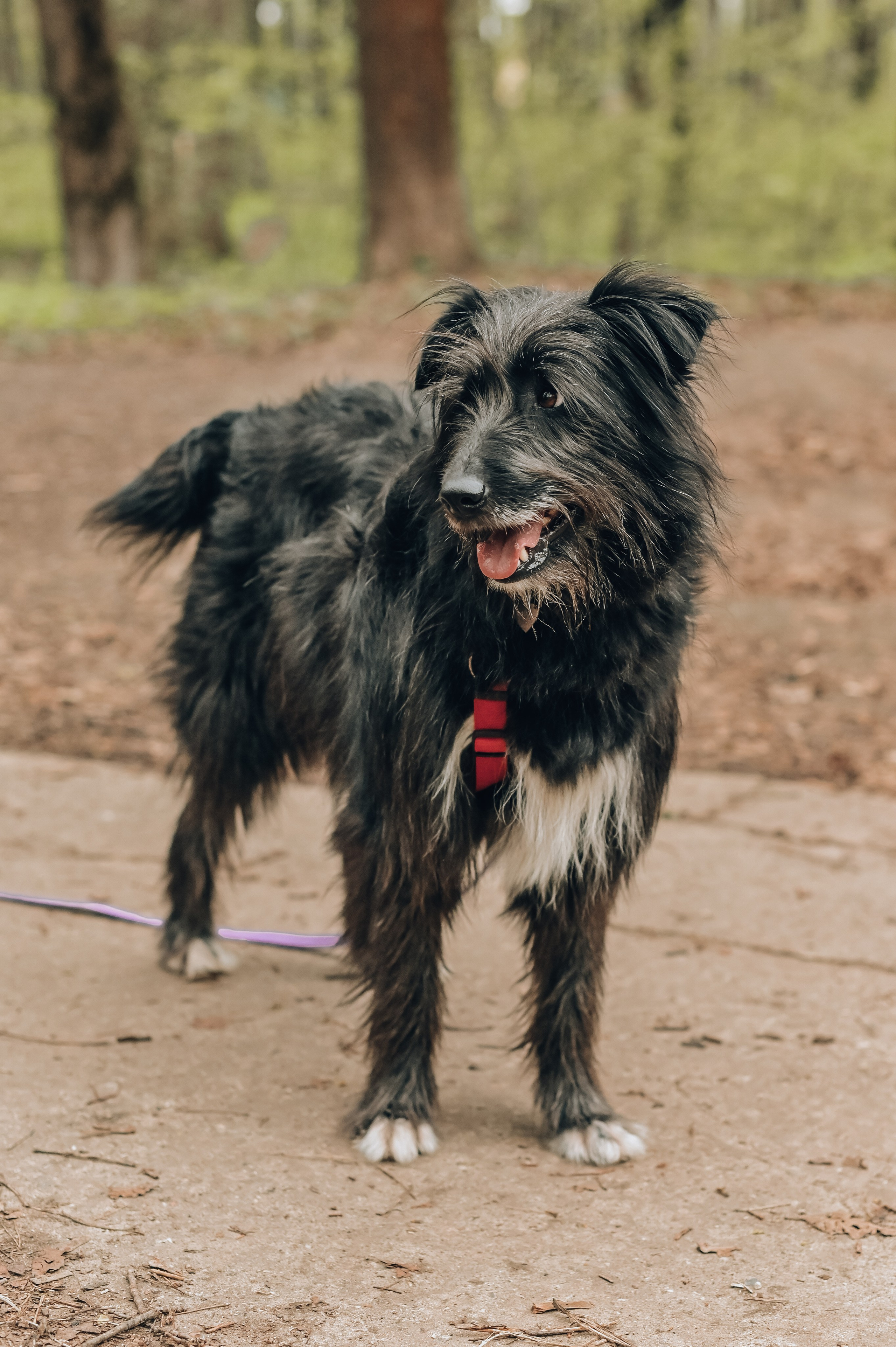 Занятие с кинологом. Семейный и репортажный фотограф в Москве Анастасия Трубкина