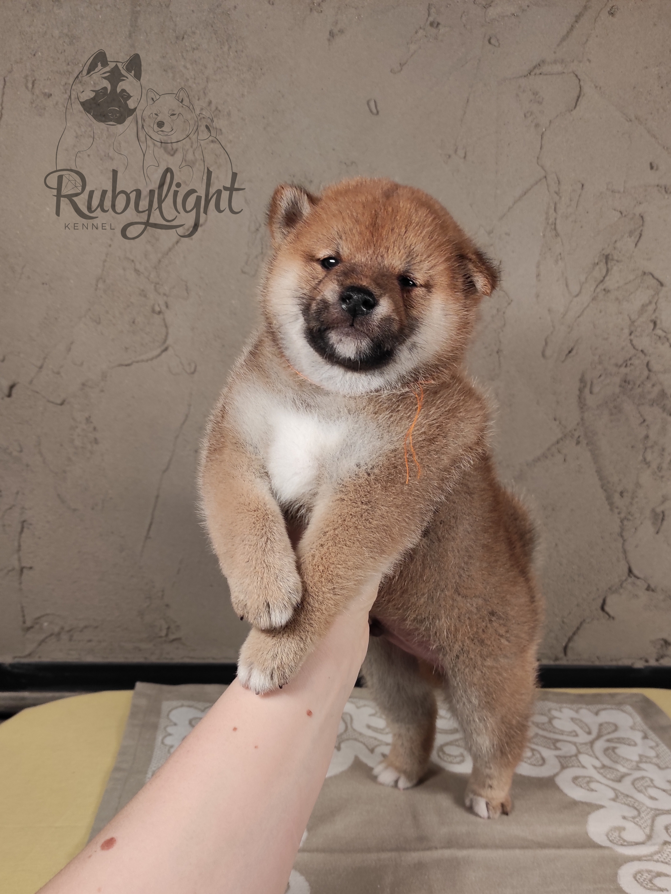 Rubylight Chester сиба питомник Рубилайт 