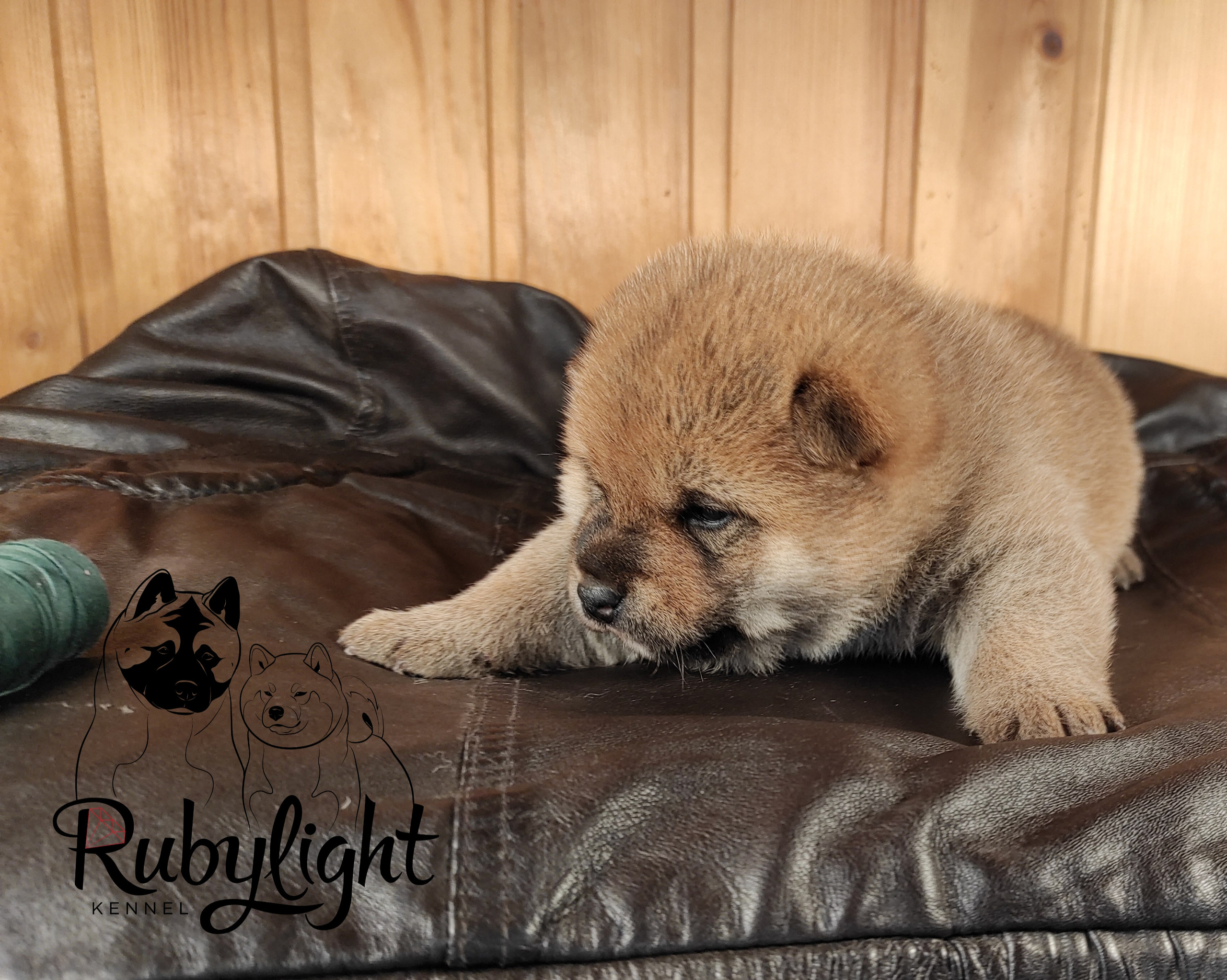 Сиба RUBYLIGHT Taddeus питомник Рубилайт 