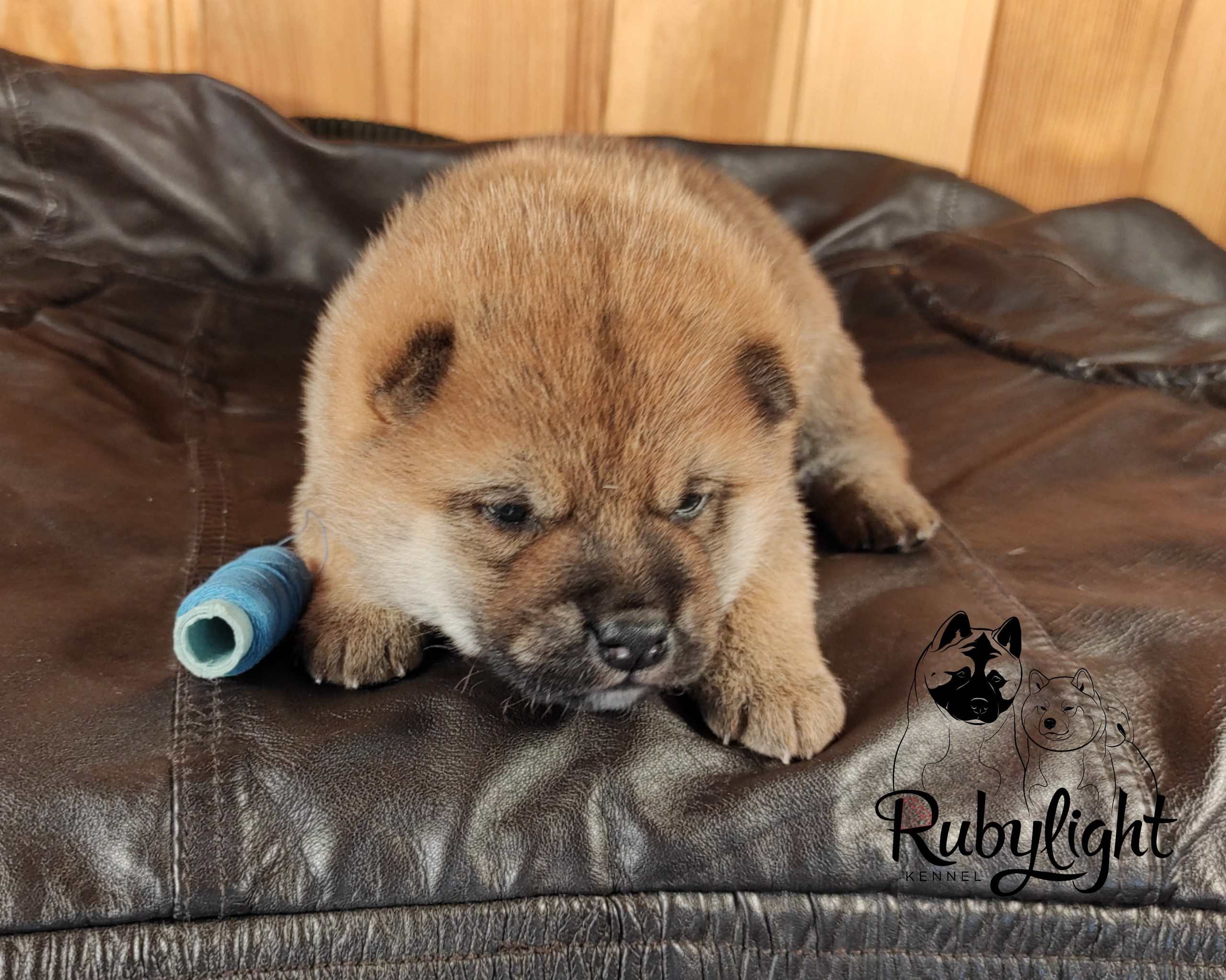 сиба питомник Рубилайт щенки на продажу rubylight  сиба щенки купить