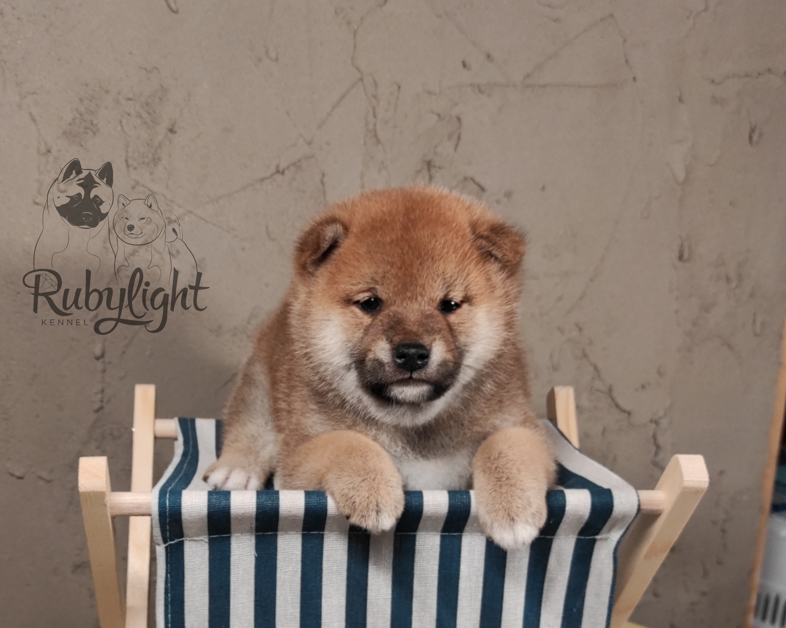 Rubylight Chester сиба питомник Рубилайт 