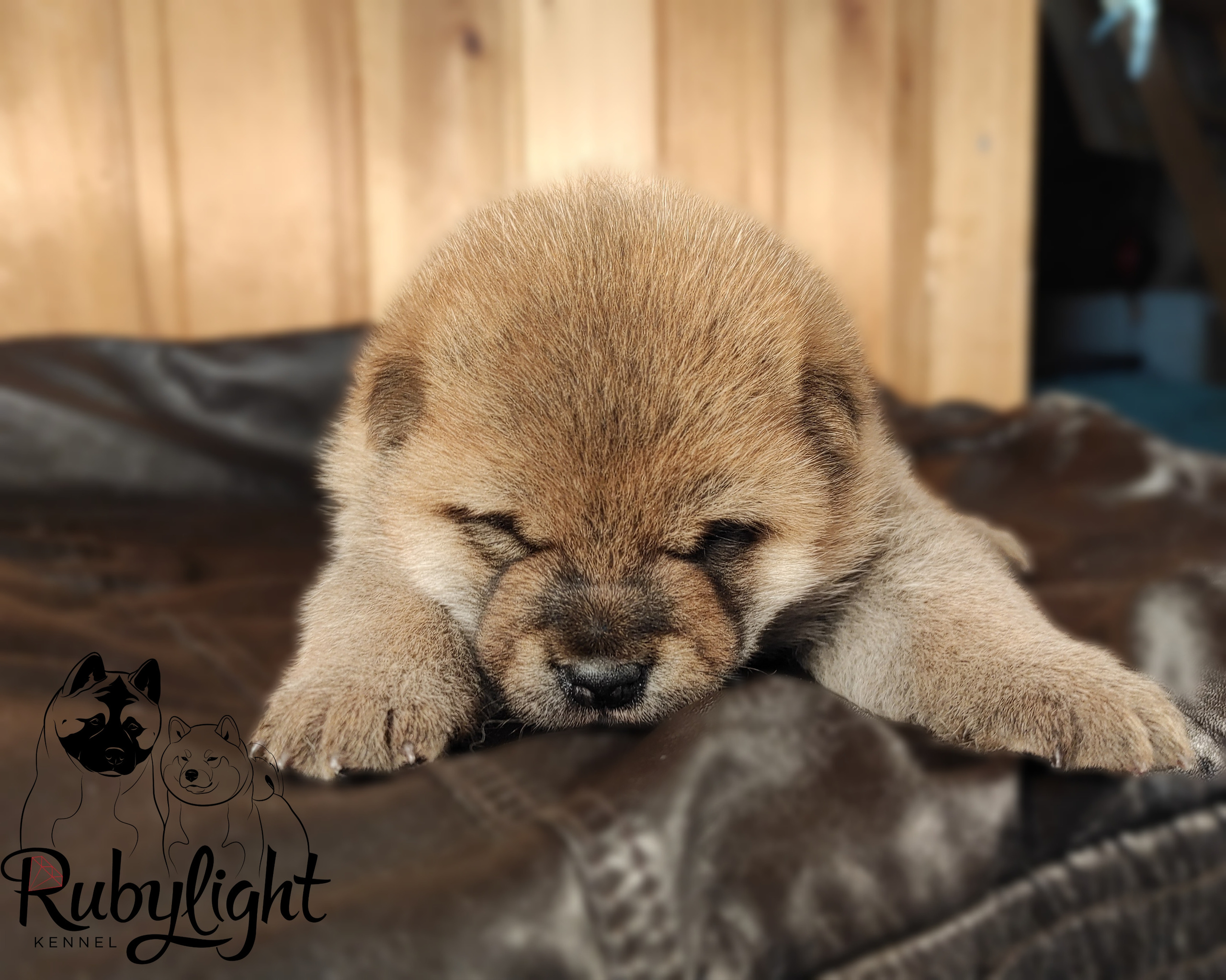 RUBYLIGHT TIFFANY сиба питомник Рубилайт щенки на продажу rubylight  сиба щенки купить