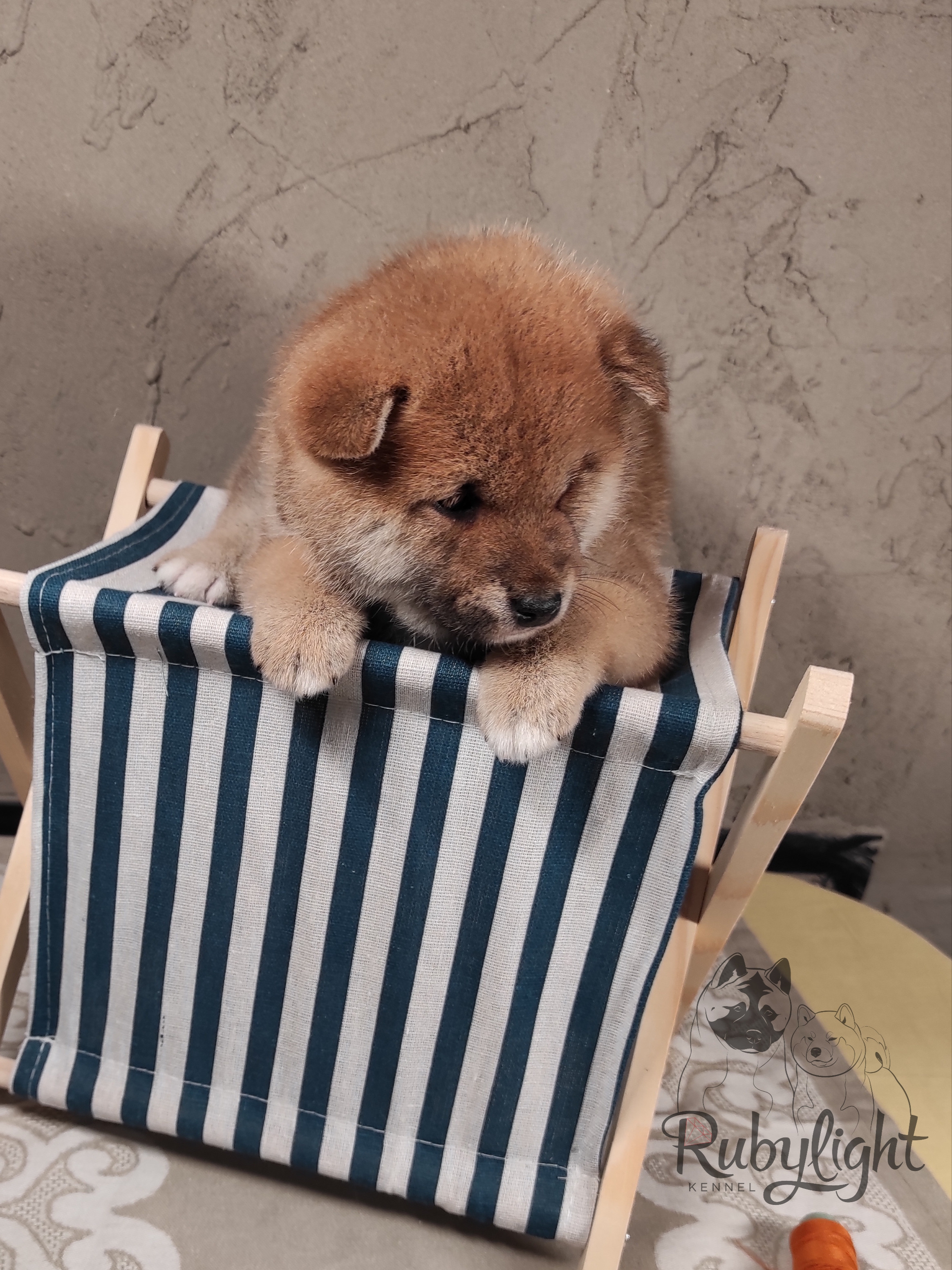 Rubylight Chester сиба питомник Рубилайт 