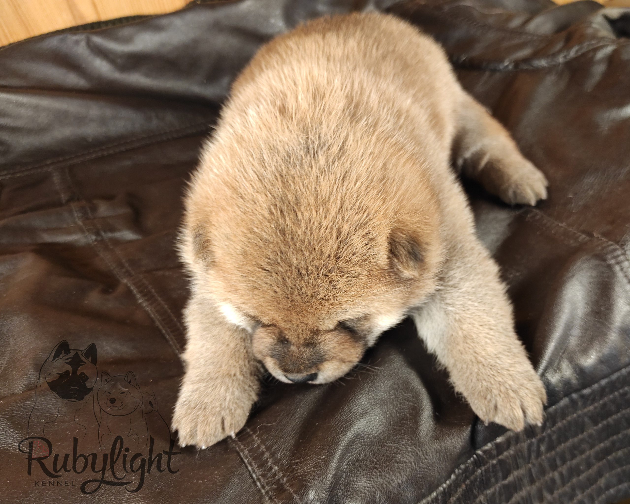 RUBYLIGHT TIFFANY сиба питомник Рубилайт щенки на продажу rubylight  сиба щенки купить