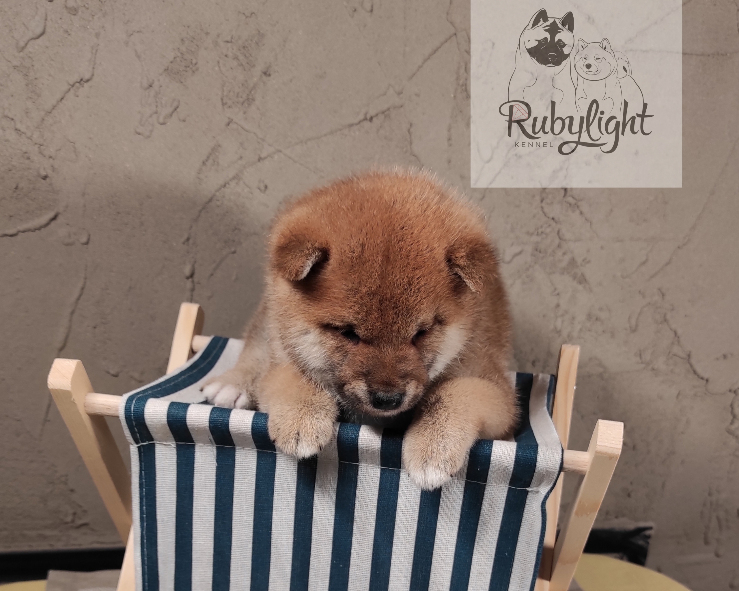 Rubylight Chester сиба питомник Рубилайт 