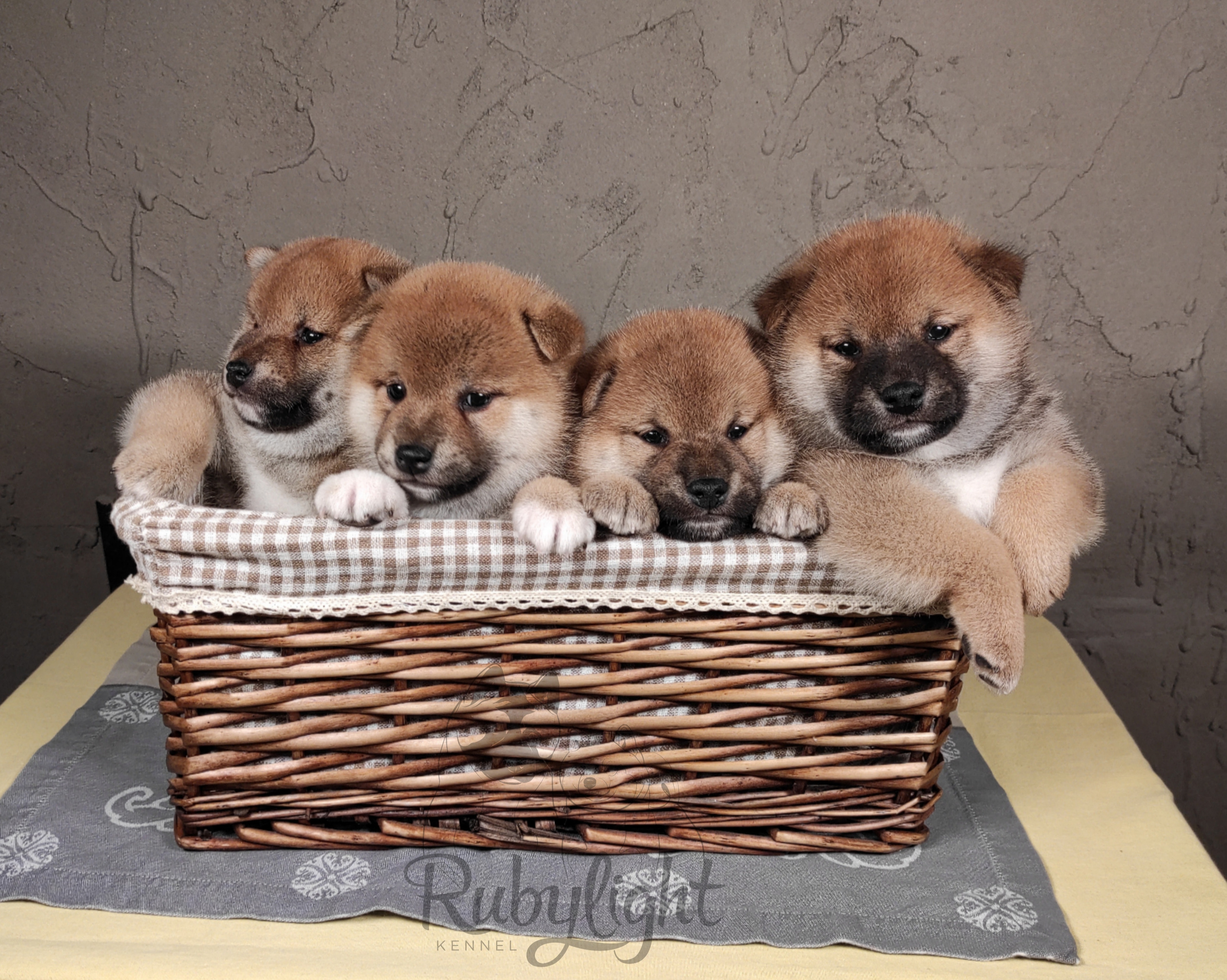 Помет Ch от 07.01.2023 сиба питомник Рубилайт щенки на продажу rubylight 