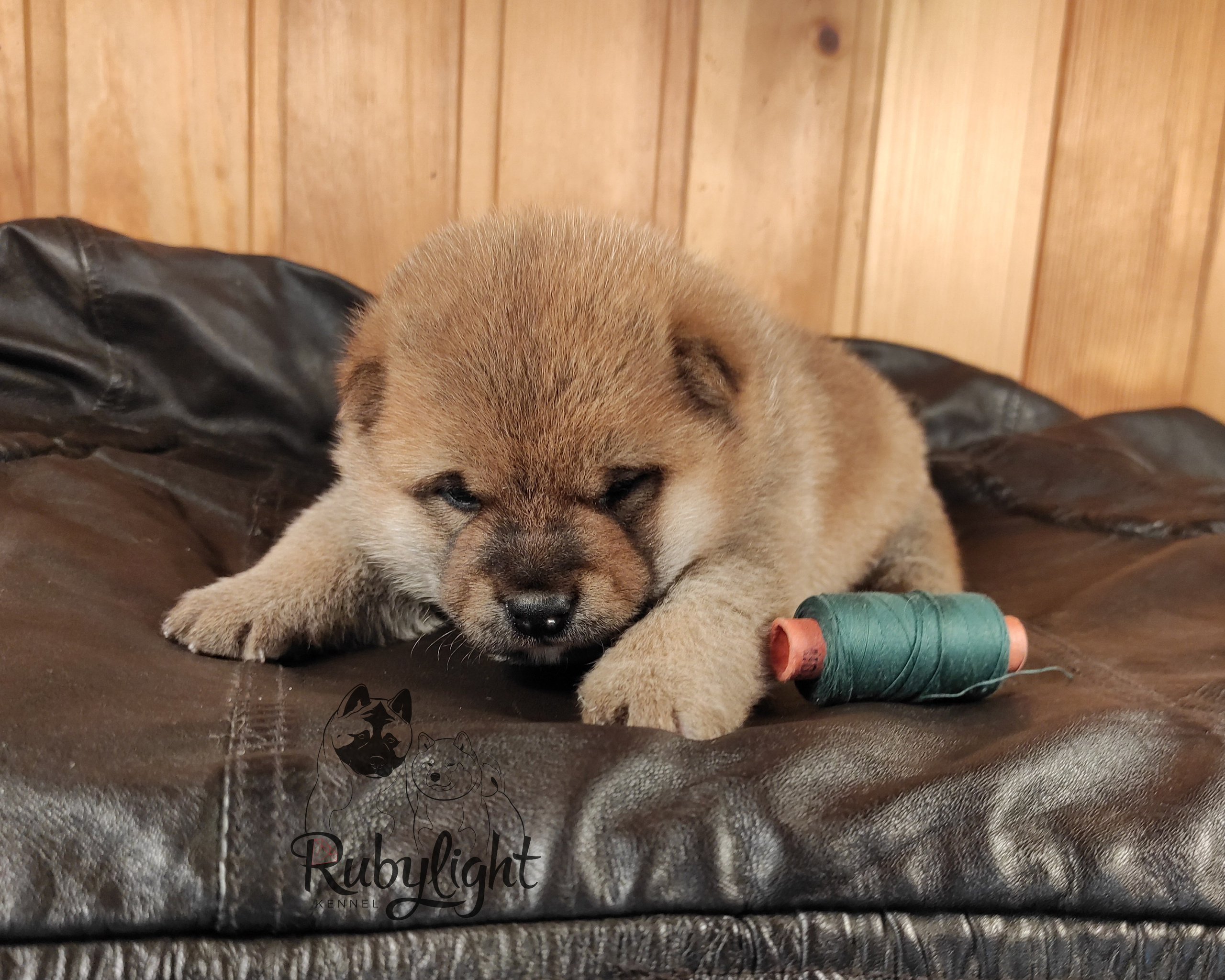 Сиба RUBYLIGHT Taddeus питомник Рубилайт 