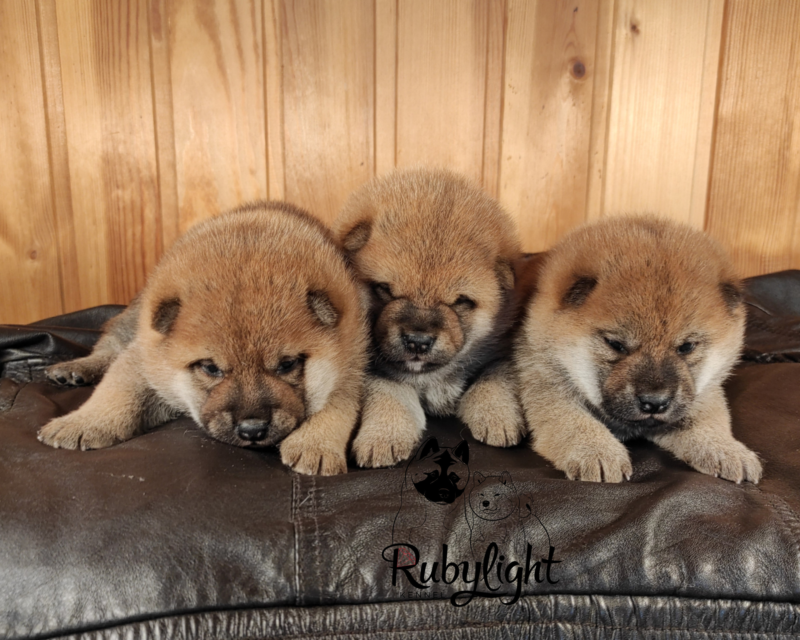 Сиба RUBYLIGHT Помет Т  Мэгги + Тор