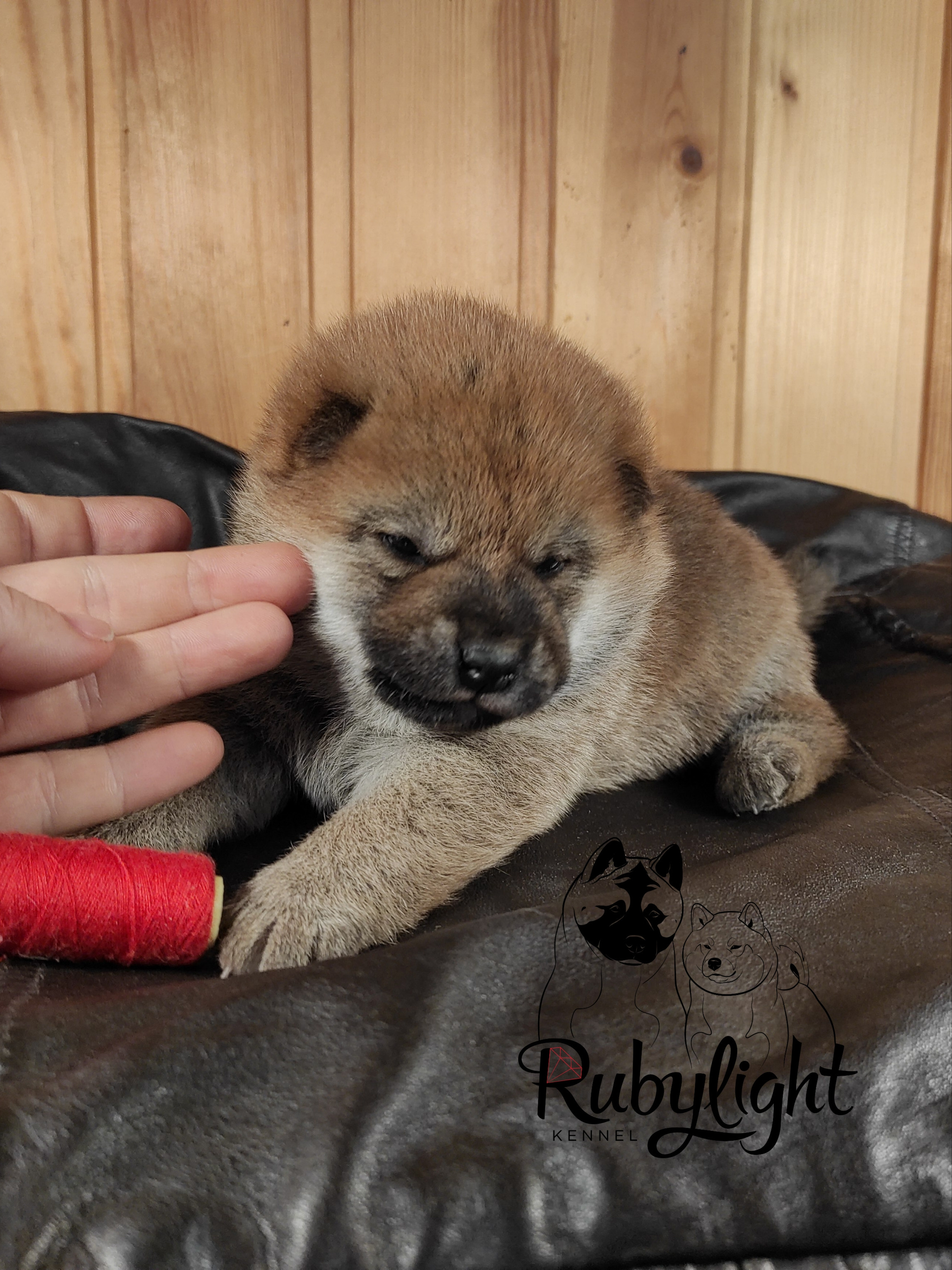 RUBYLIGHT TIFFANY сиба питомник Рубилайт щенки на продажу rubylight  сиба щенки купить