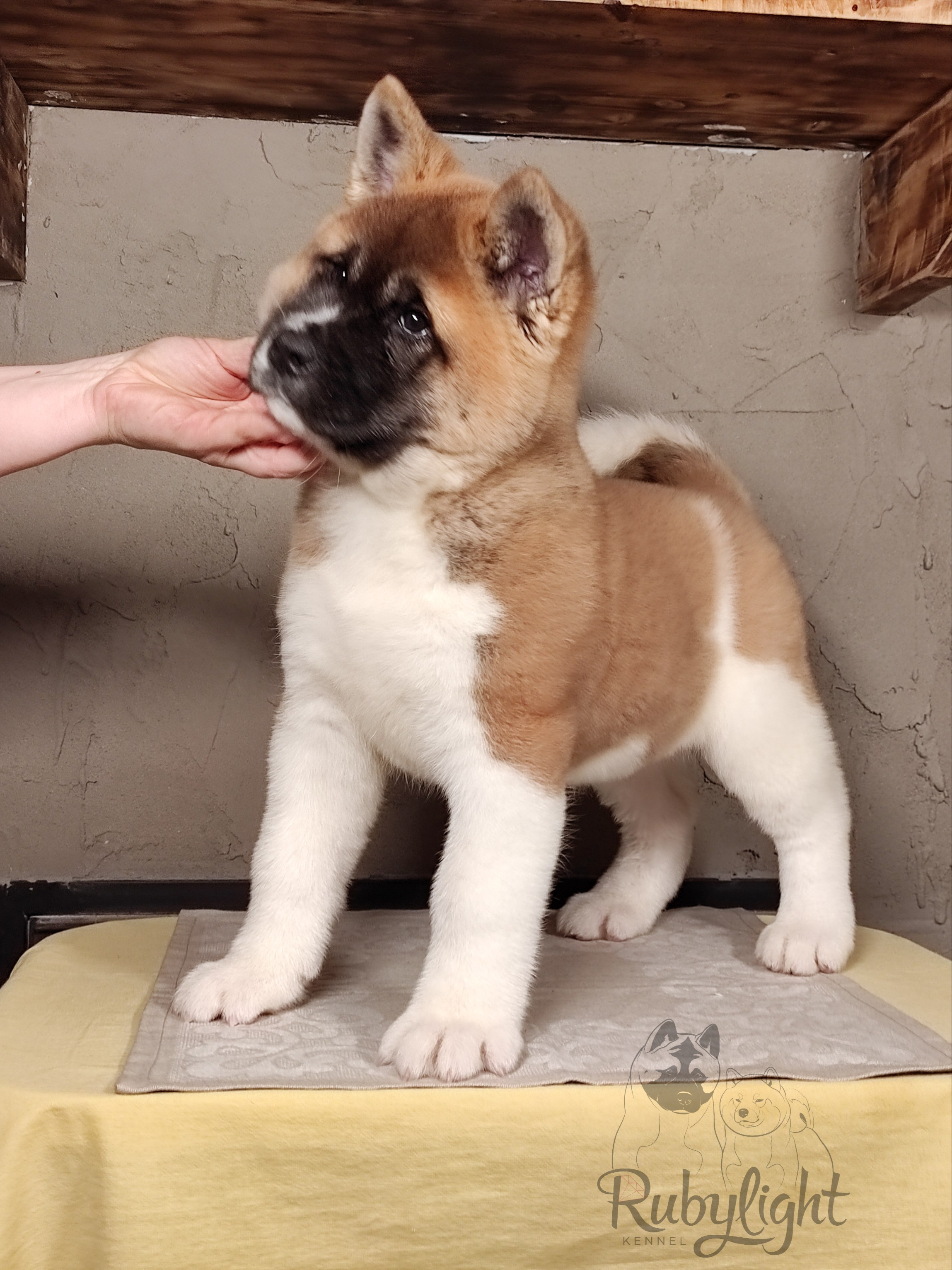 щенки Акита американская купить санкт-петербург питомник RUBYLIGHT BIYA & Dilinze's Hause Orion