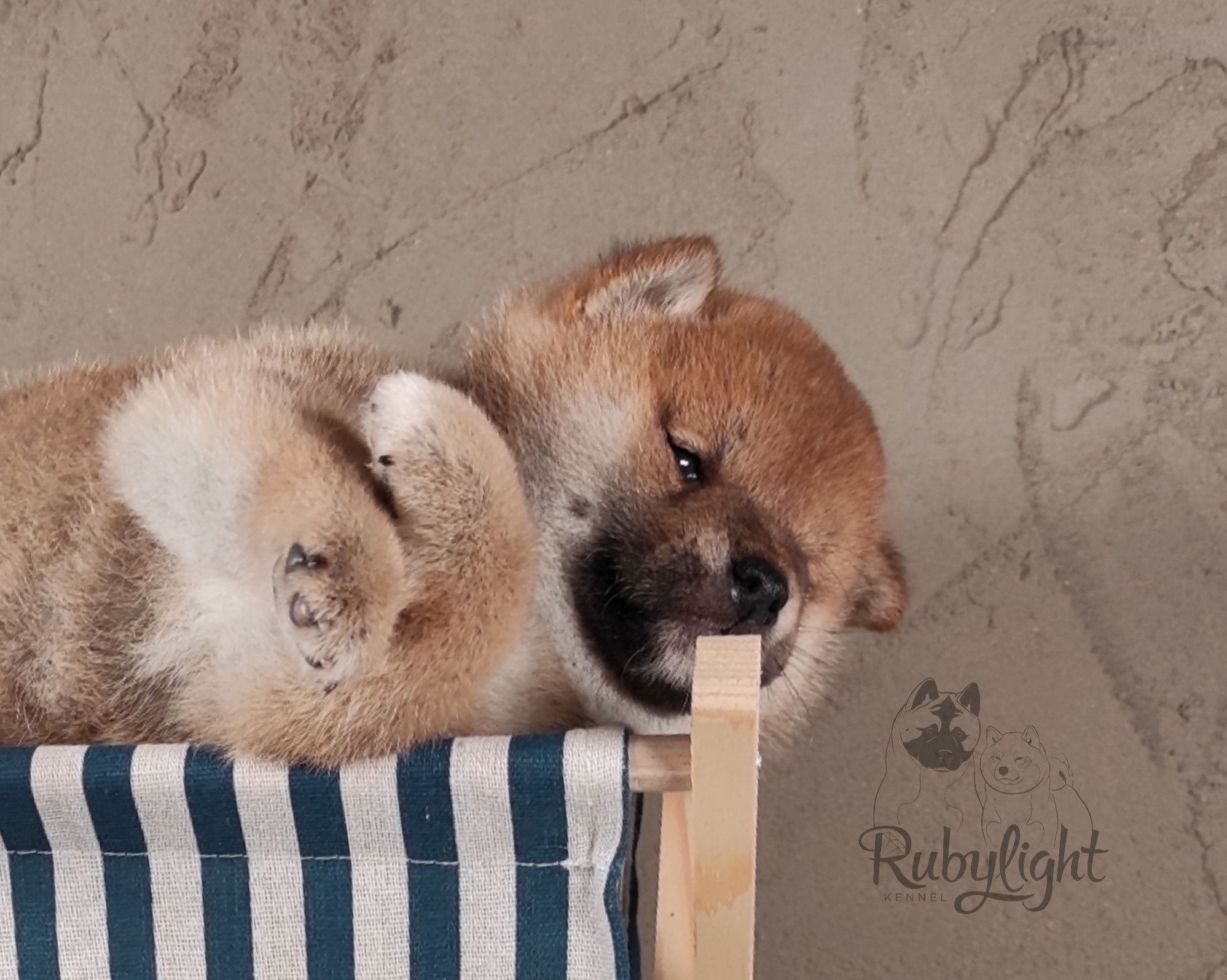 Rubylight Chester сиба питомник Рубилайт 