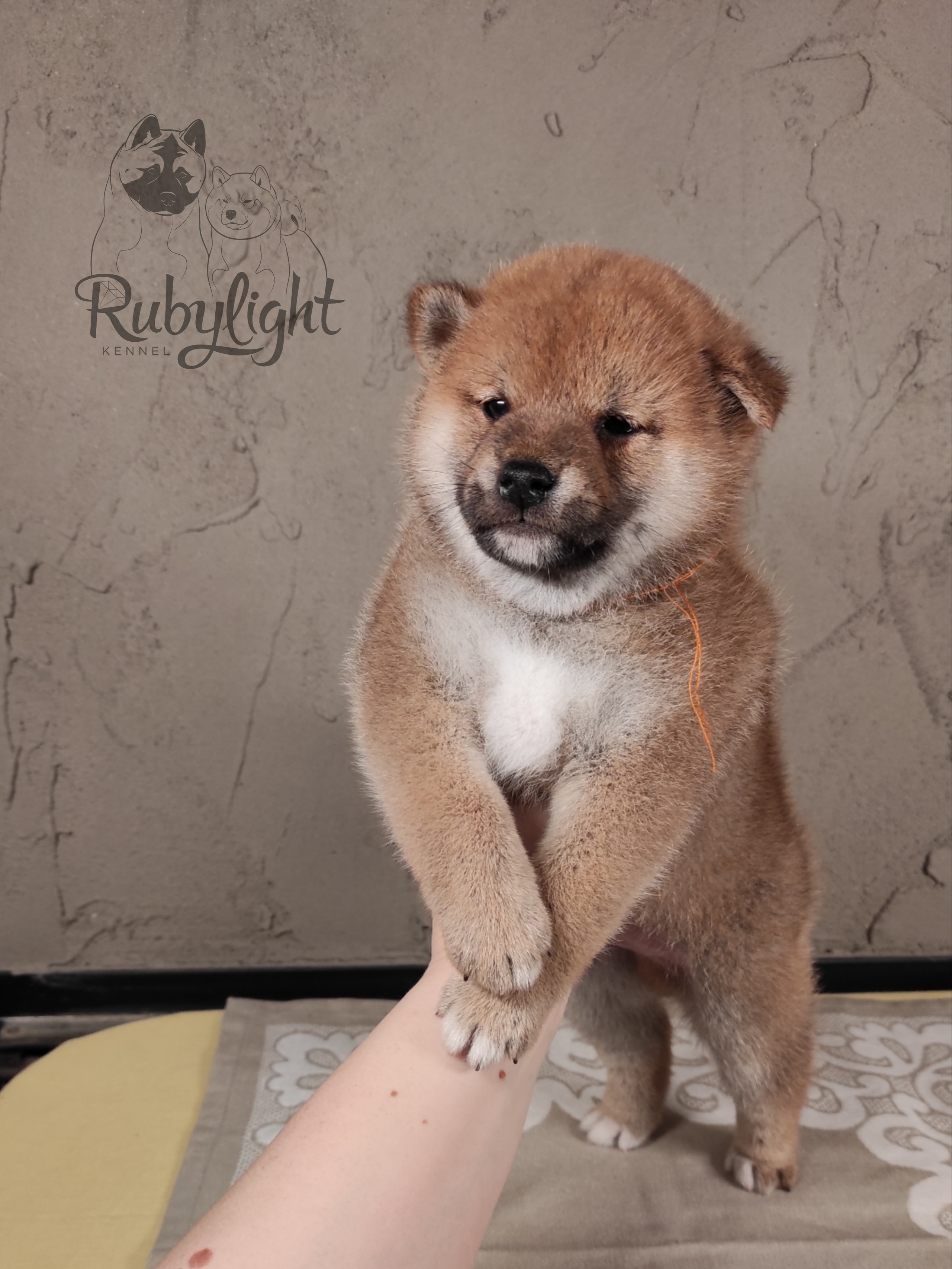 Rubylight Chester сиба питомник Рубилайт 