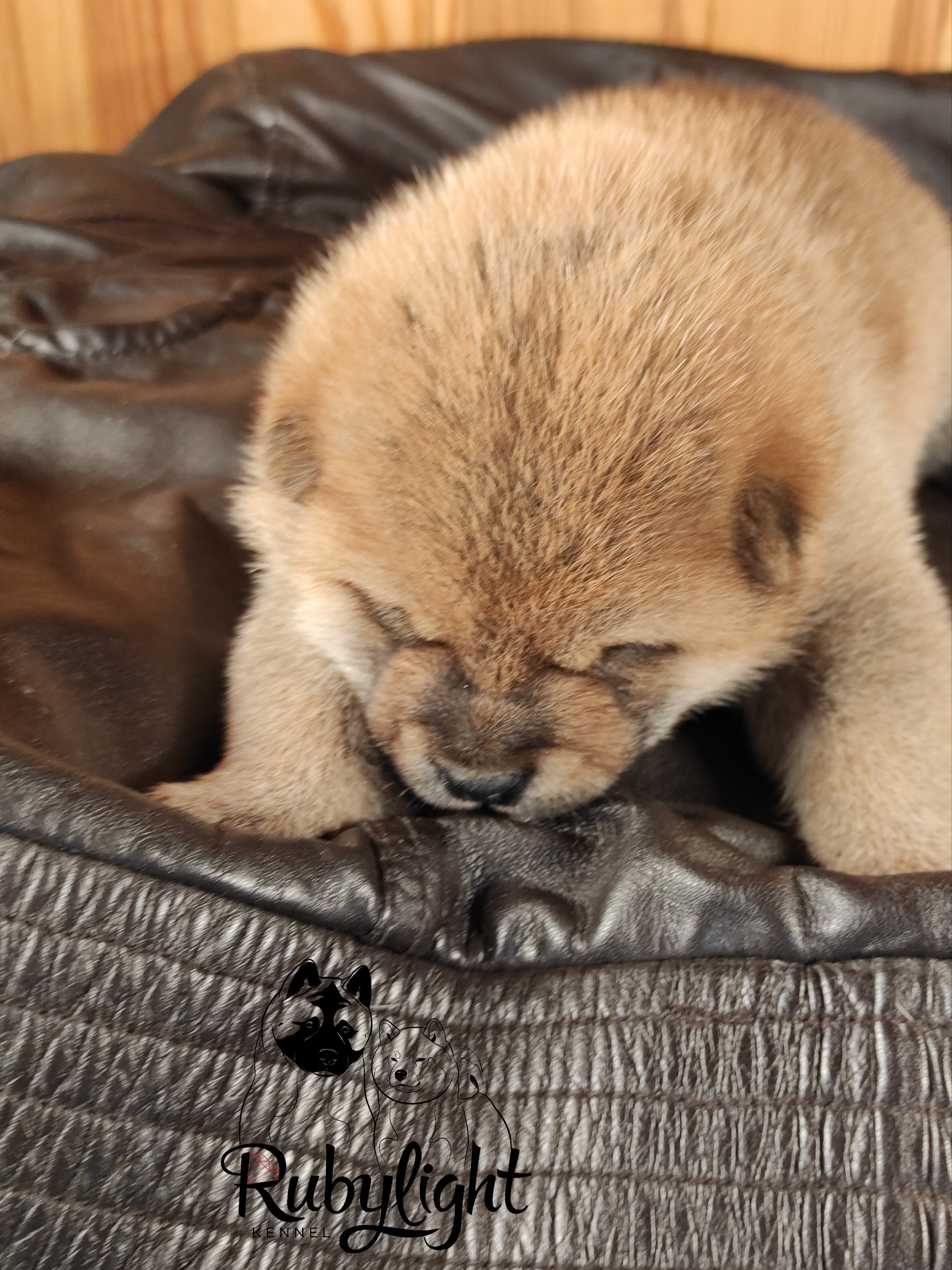 RUBYLIGHT TIFFANY сиба питомник Рубилайт щенки на продажу rubylight  сиба щенки купить