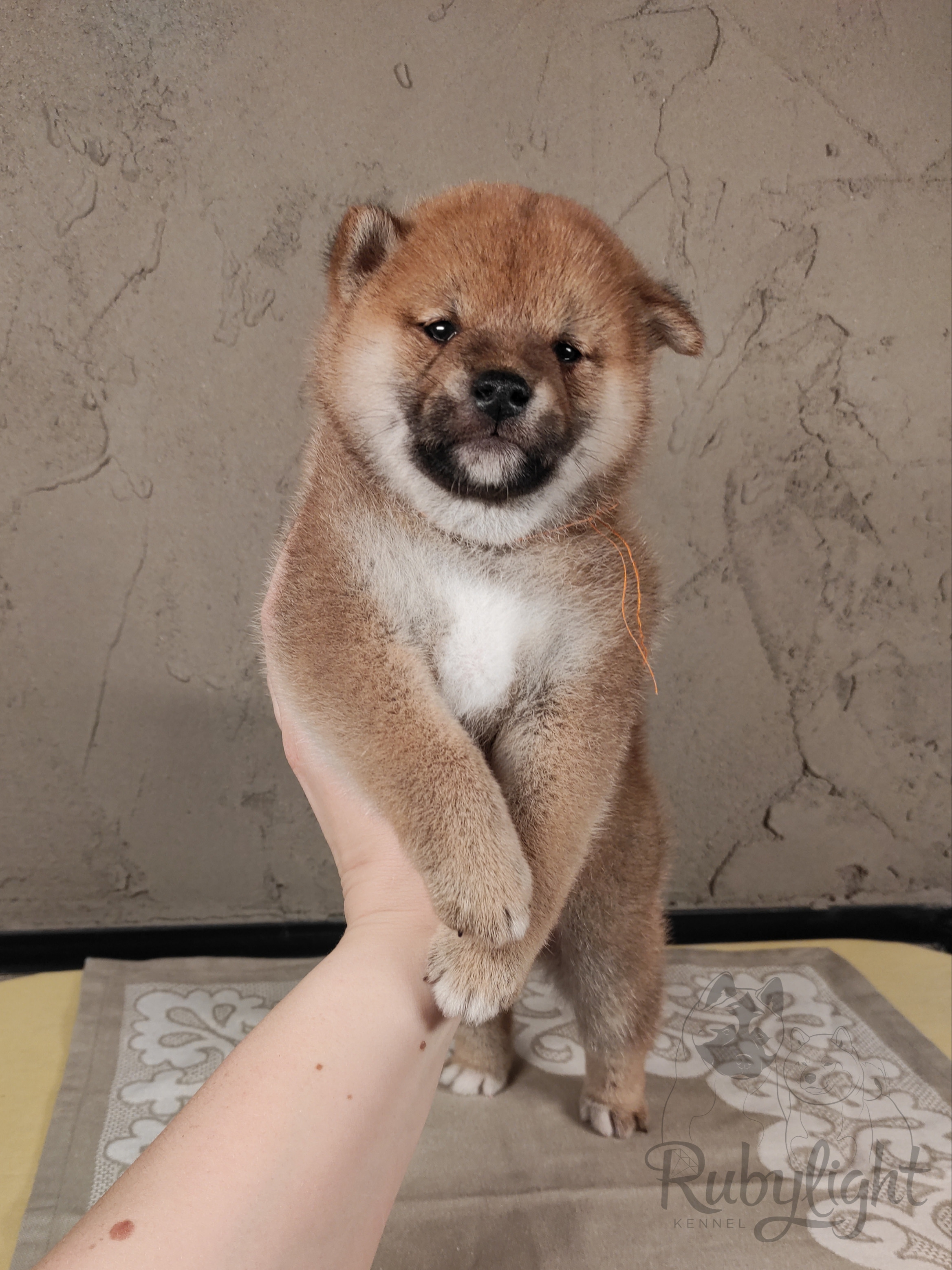 Rubylight Chester сиба питомник Рубилайт 