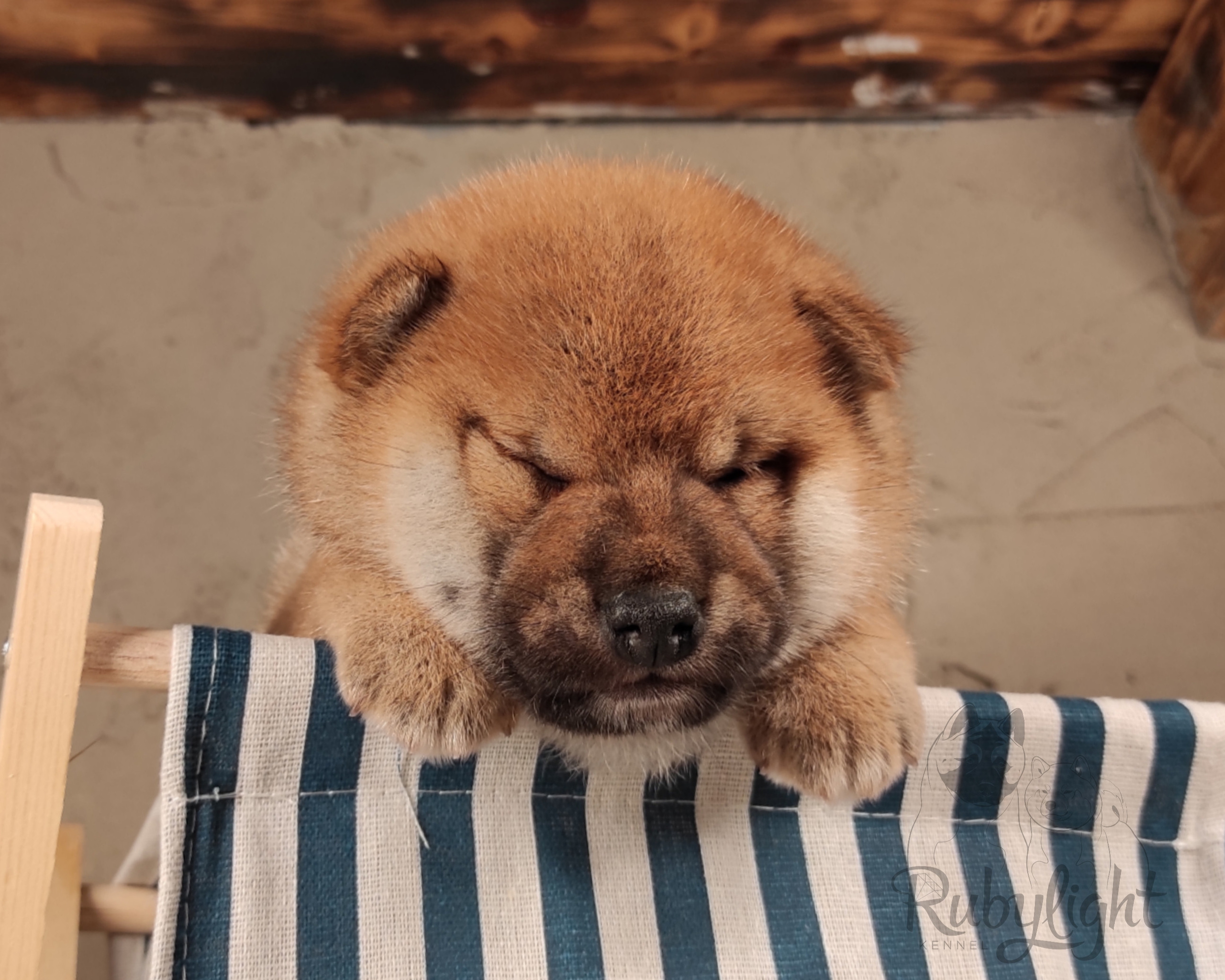 Rubylight Chili pepper сиба питомник Рубилайт 