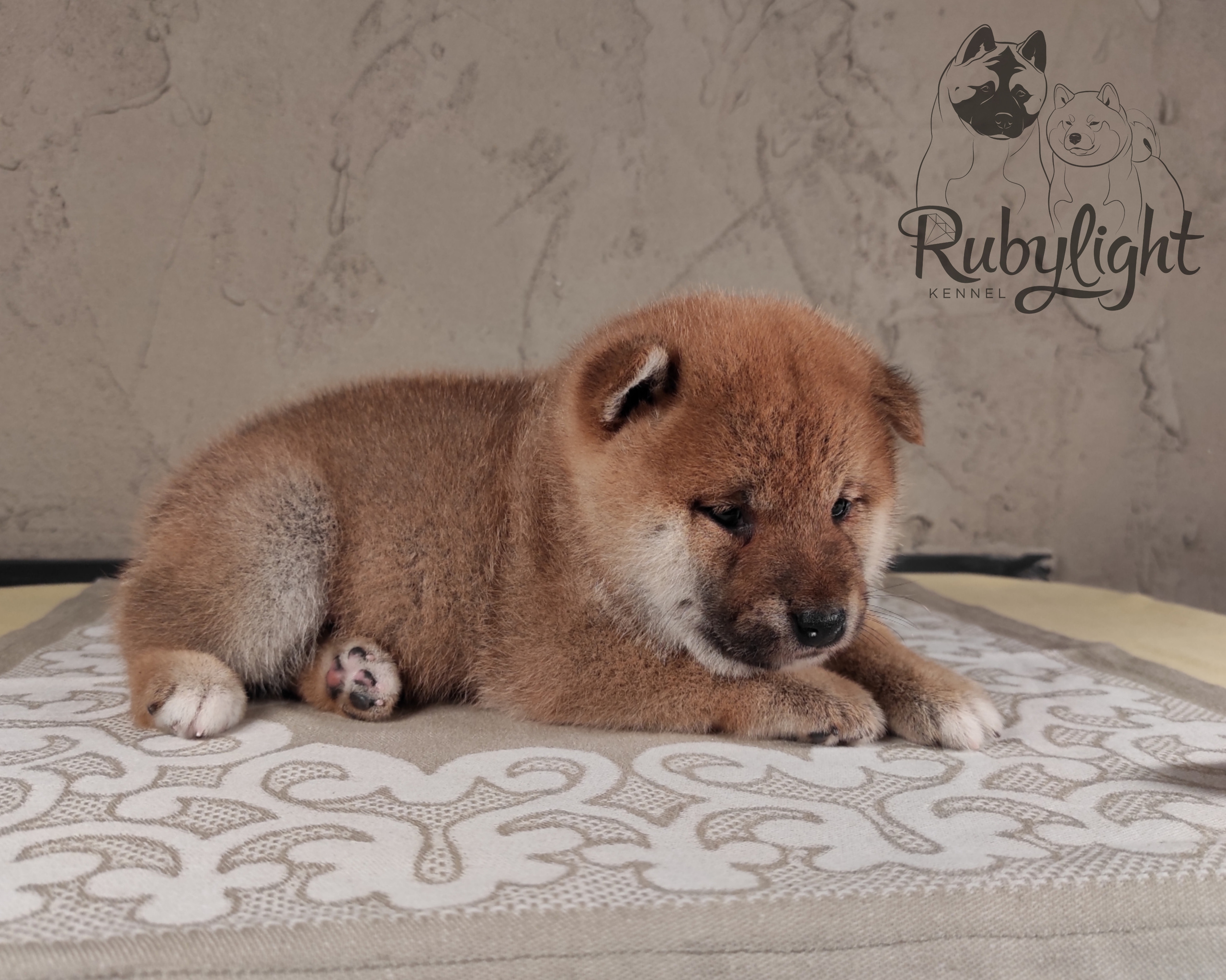 Rubylight Chester сиба питомник Рубилайт 