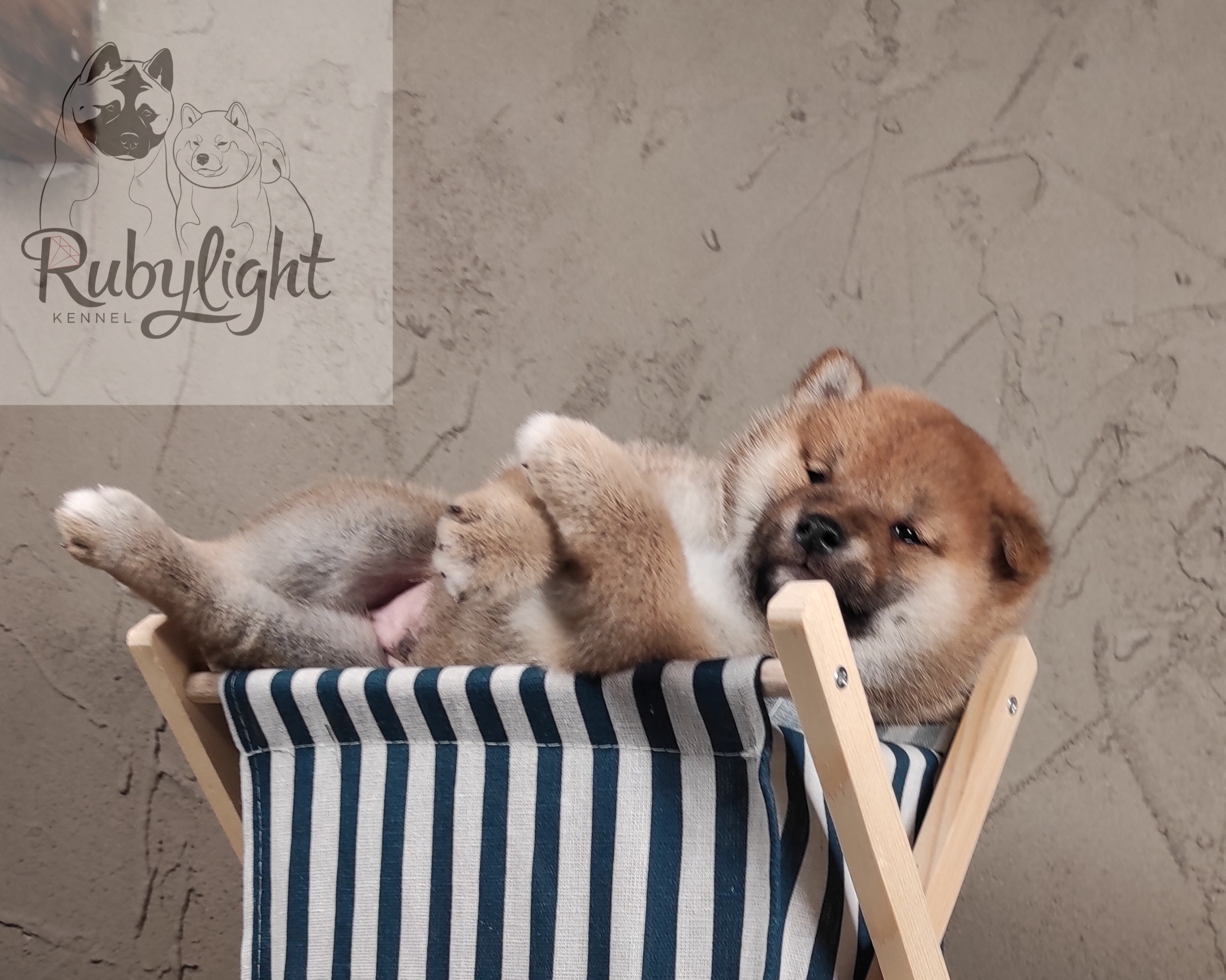 Rubylight Chester сиба питомник Рубилайт 