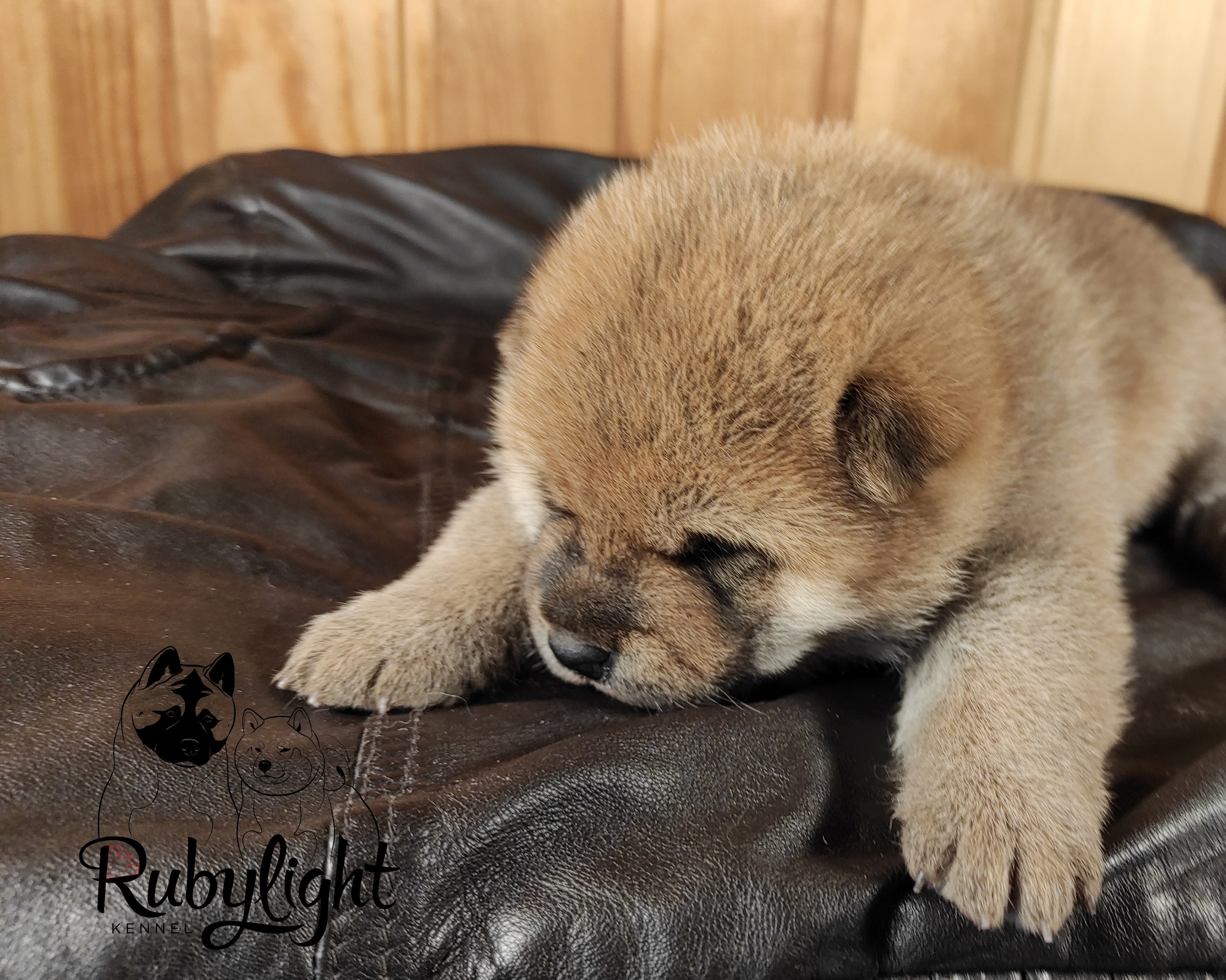 RUBYLIGHT TIFFANY сиба питомник Рубилайт щенки на продажу rubylight  сиба щенки купить