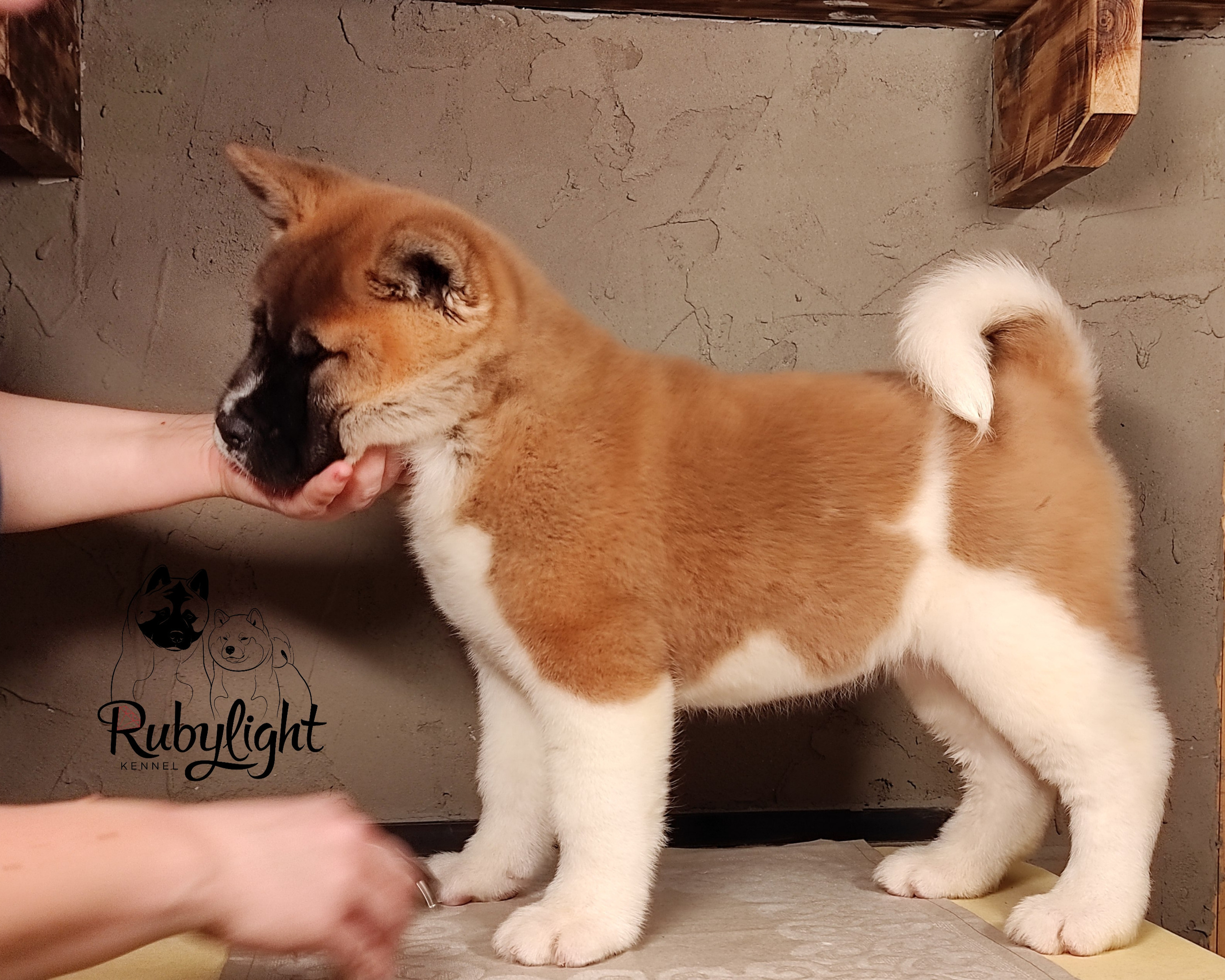 щенки Акита американская купить санкт-петербург питомник RUBYLIGHT BIYA & Dilinze's Hause Orion