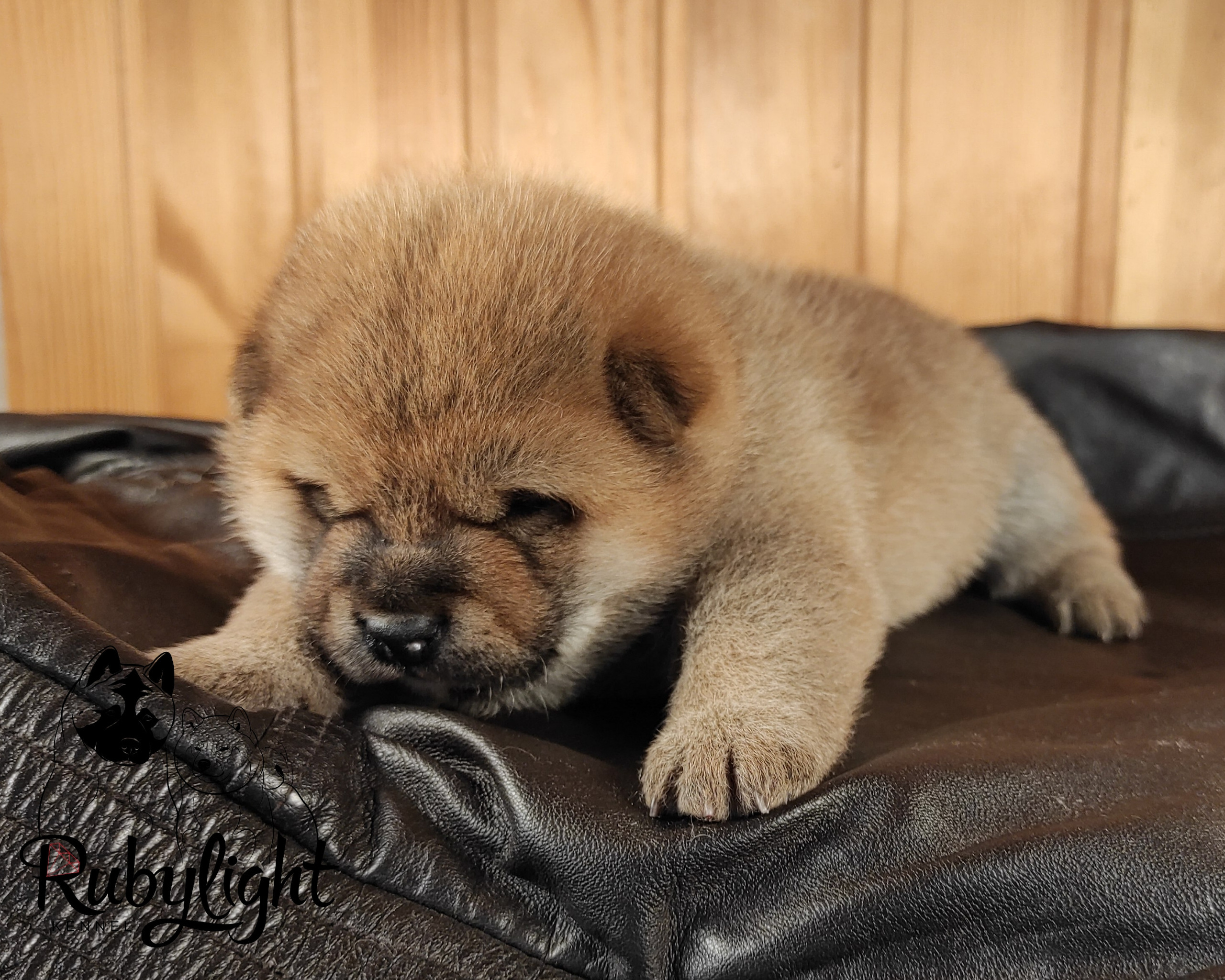 RUBYLIGHT TIFFANY сиба питомник Рубилайт щенки на продажу rubylight  сиба щенки купить