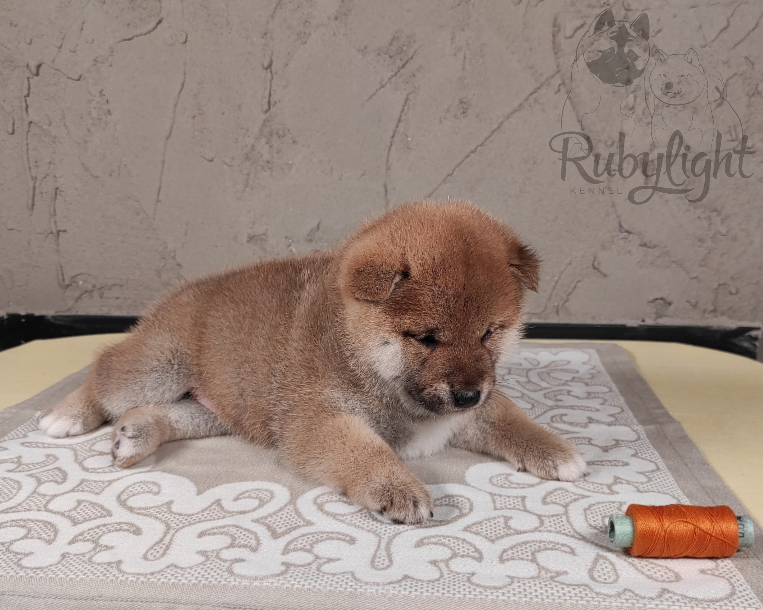 Rubylight Chester сиба питомник Рубилайт 