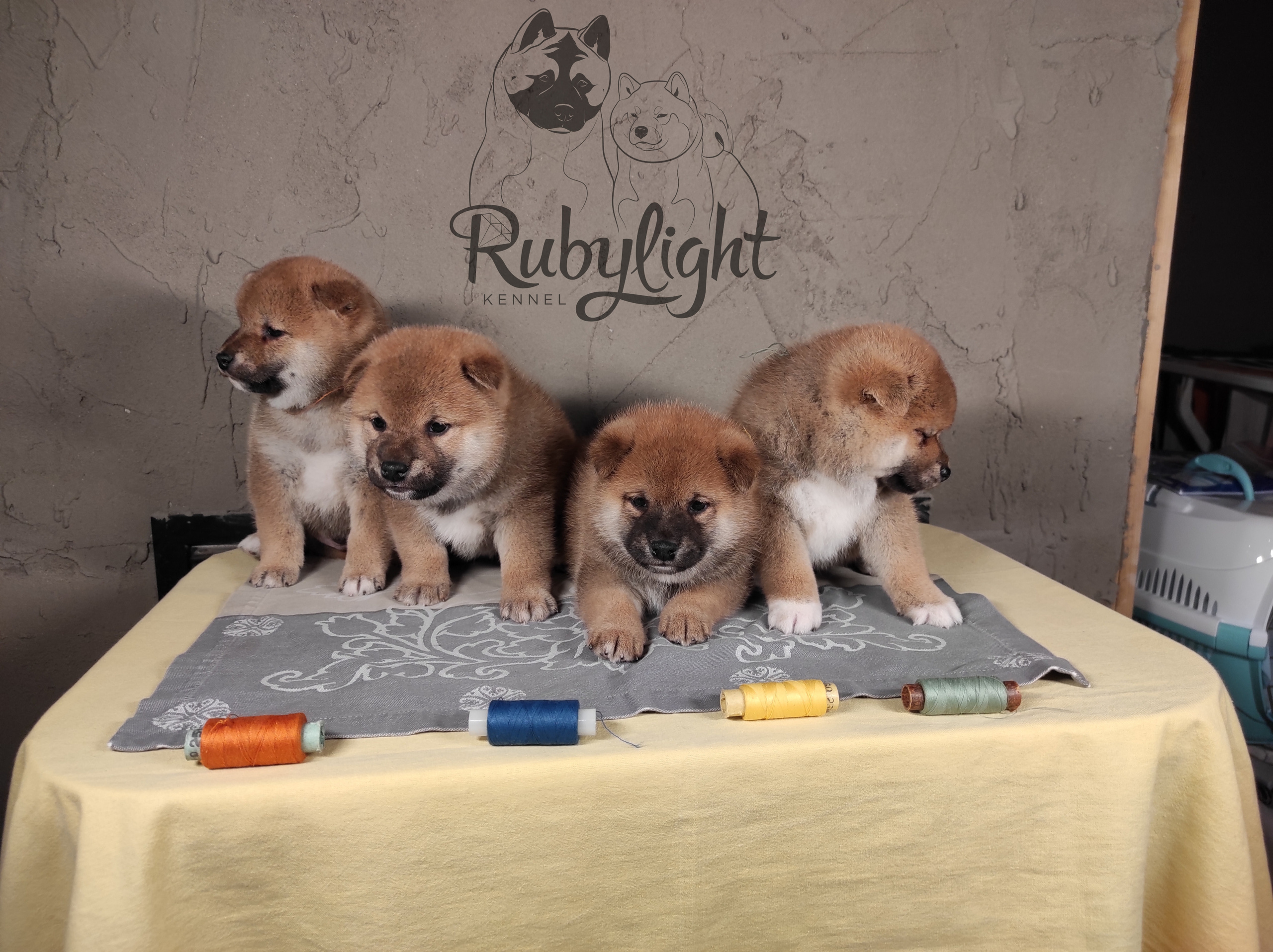 Помет Ch от 07.01.2023 сиба питомник Рубилайт щенки на продажу rubylight 