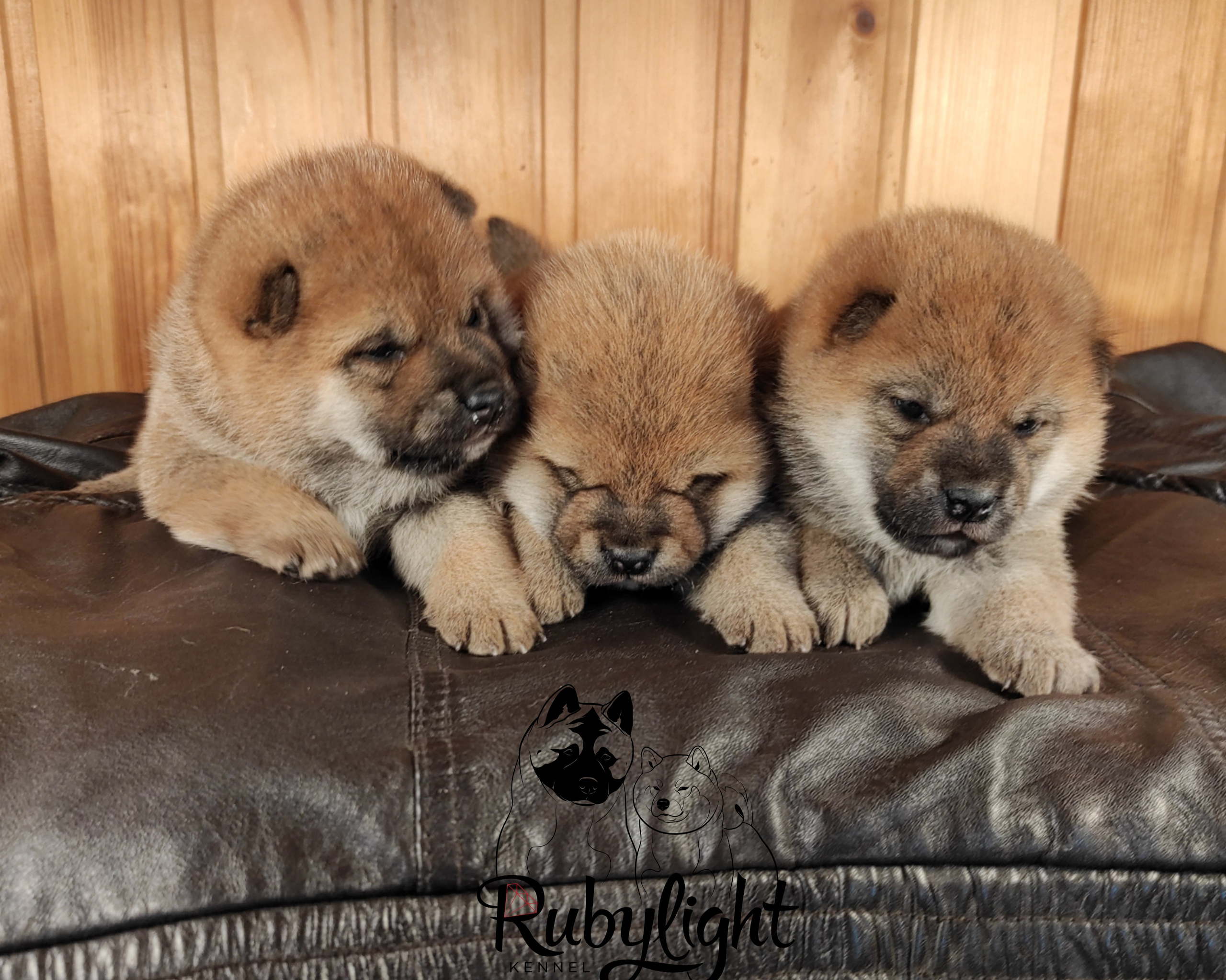 Сиба RUBYLIGHT Помет Т  Мэгги + Тор