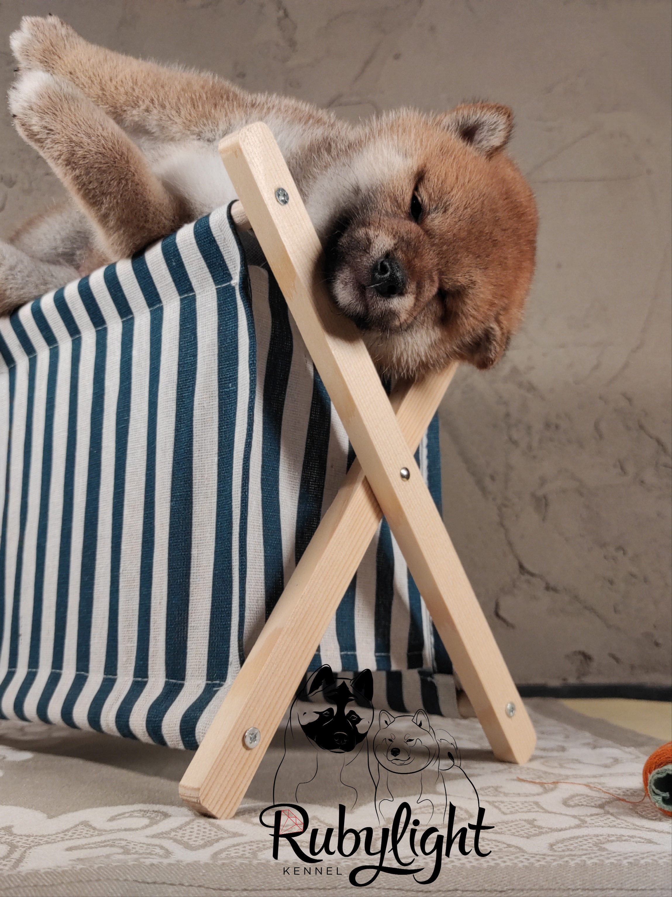 Rubylight Chester сиба питомник Рубилайт 