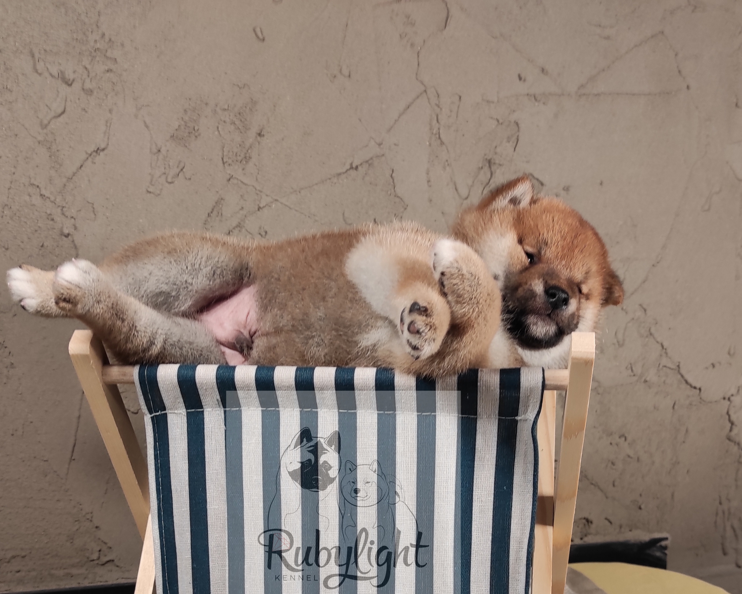 Rubylight Chester сиба питомник Рубилайт 