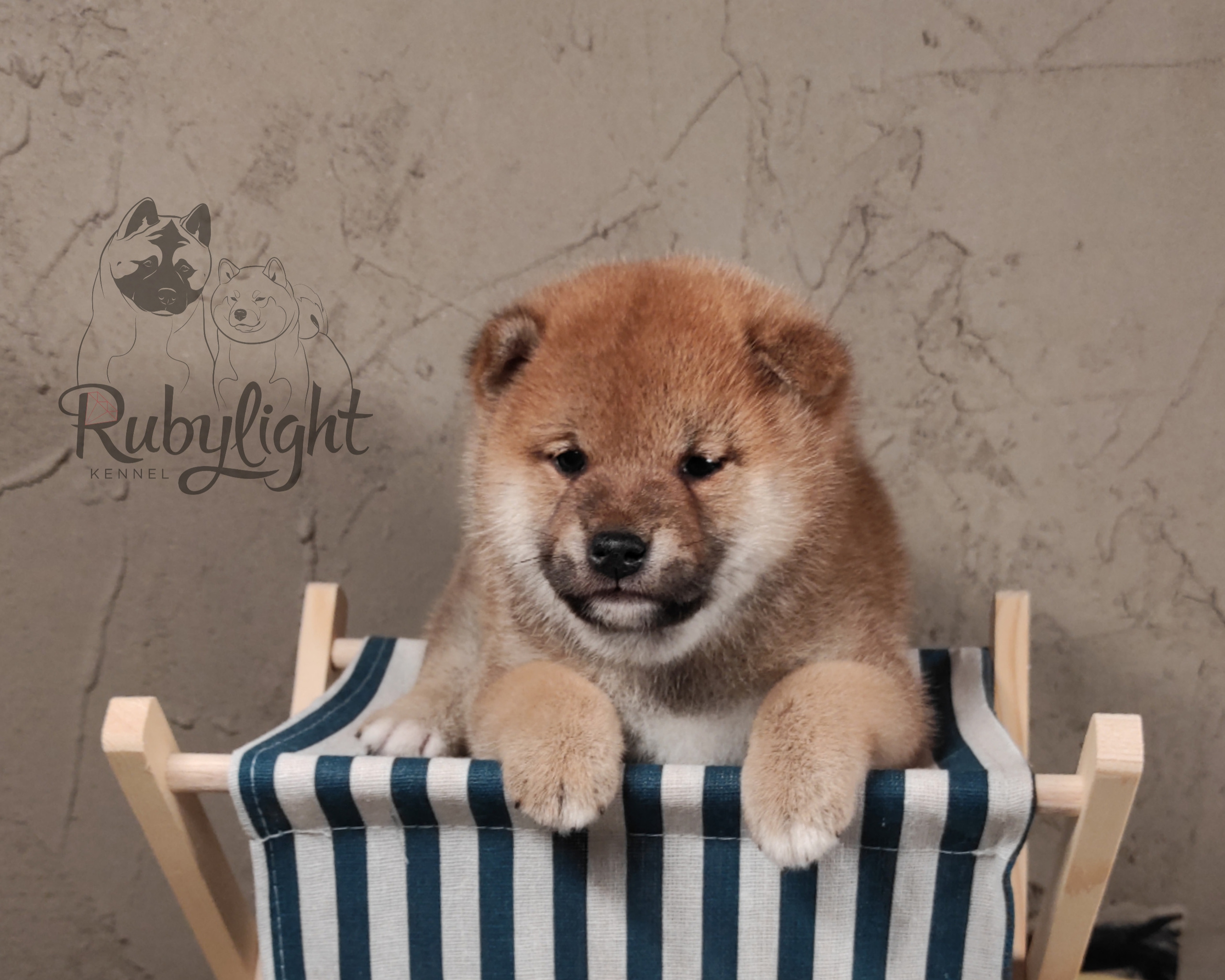 Rubylight Chester сиба питомник Рубилайт 