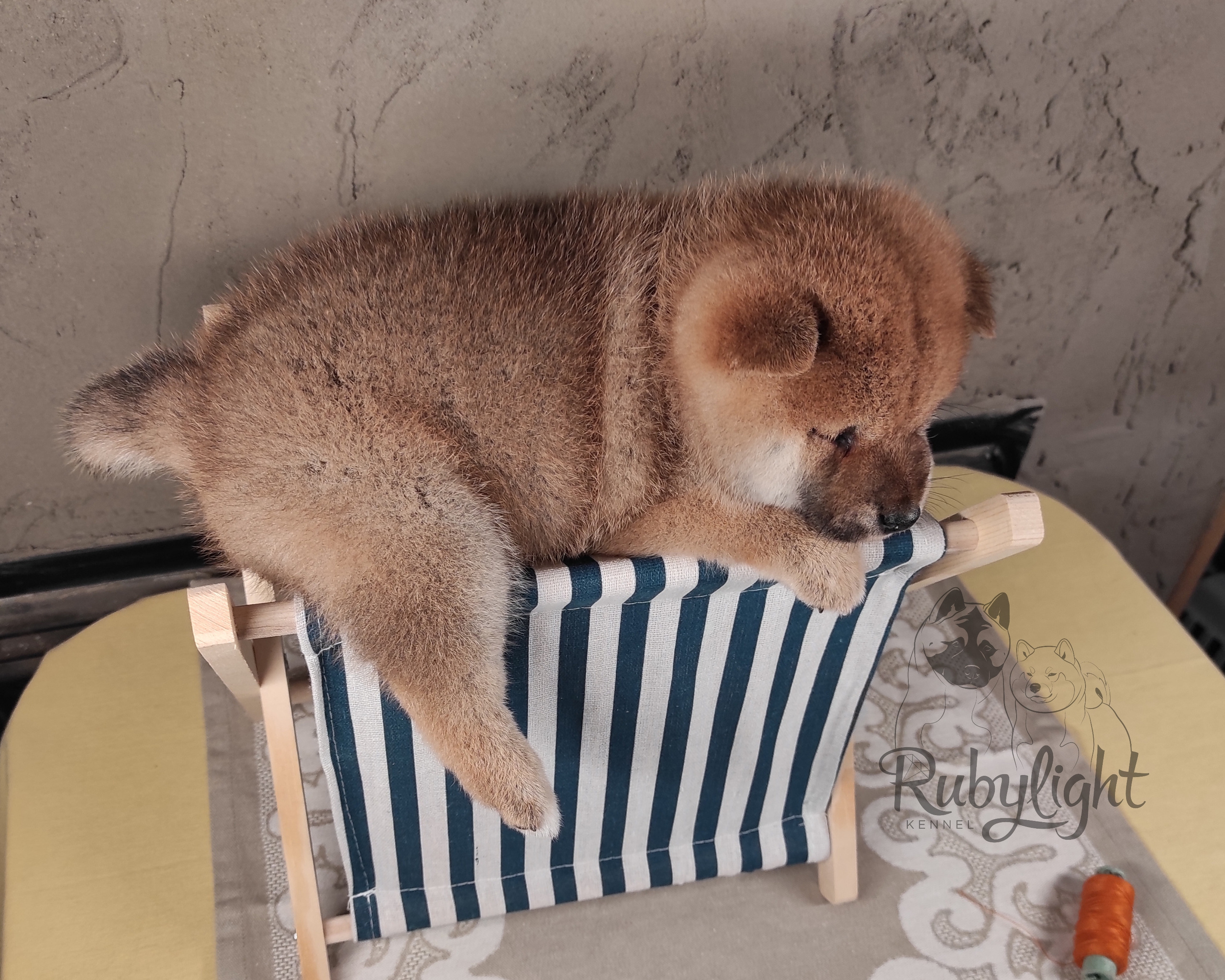 Rubylight Chester сиба питомник Рубилайт 